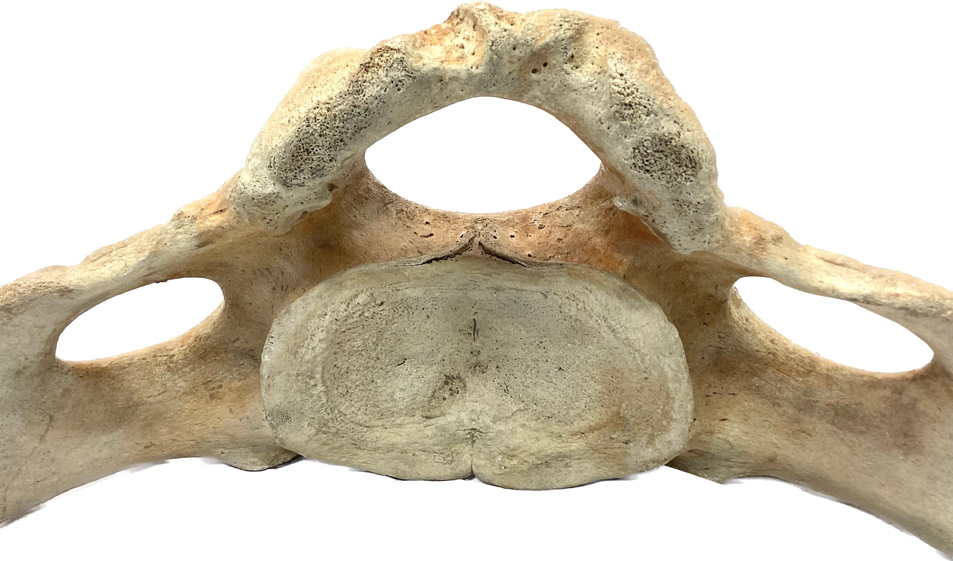 humpback whale vertebrae