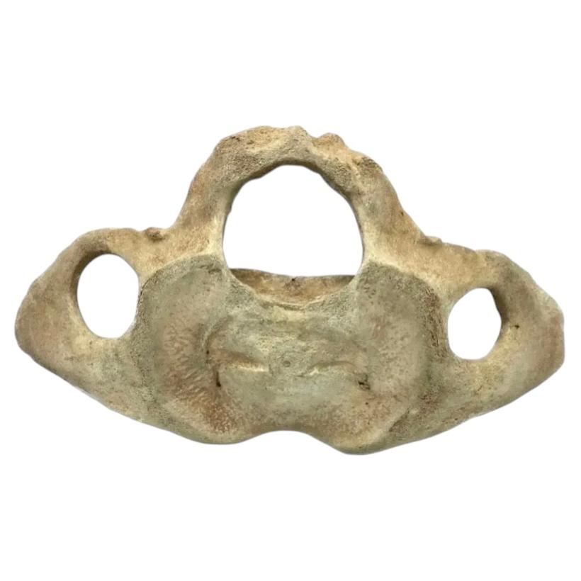Very Large Antique Whale Vertebrae #11 For Sale