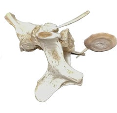 Very Large Antique Whale Vertebrae #12