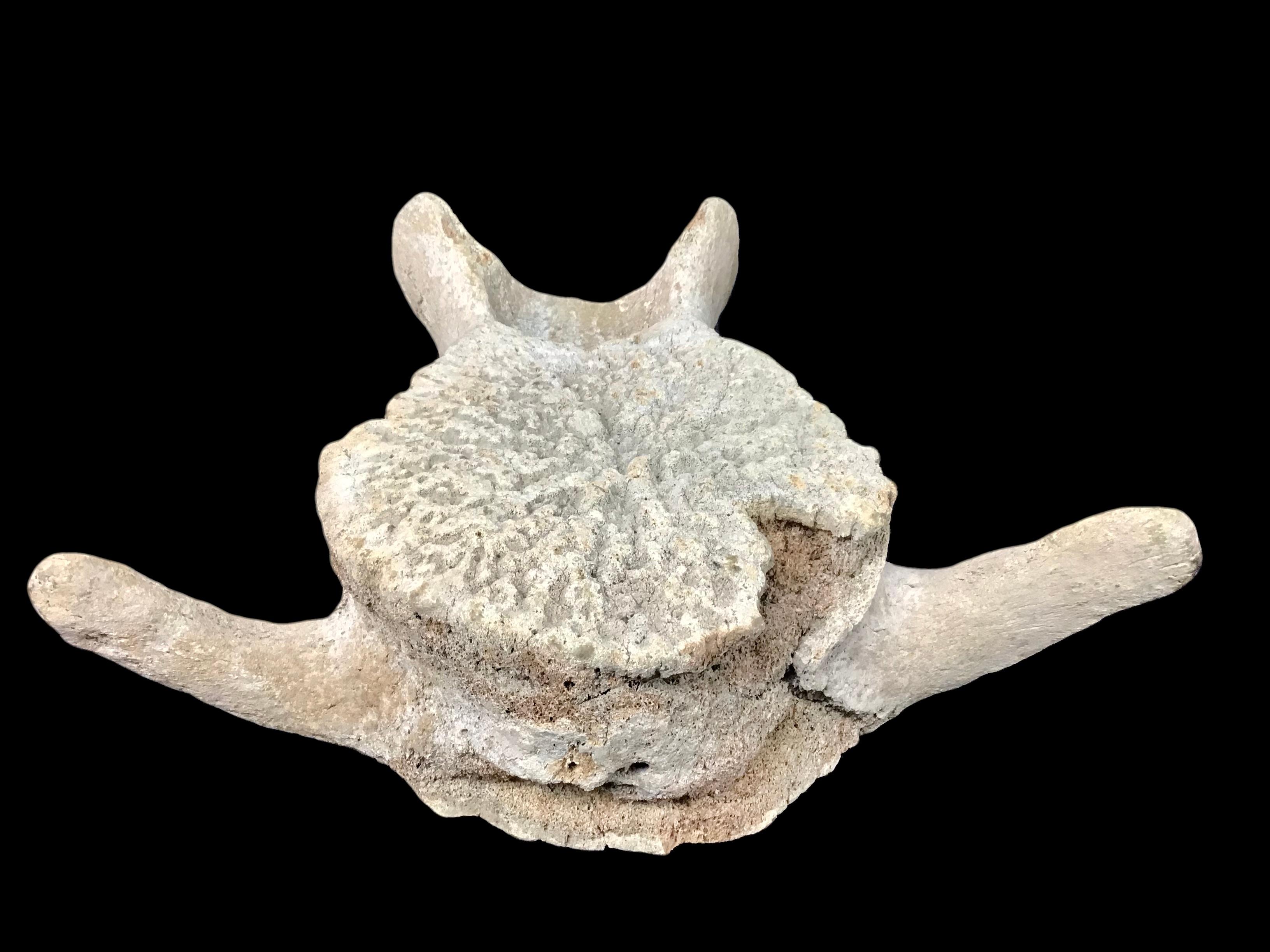 Natural weathered antique Whale Vertebrae. One section / specimen. Possibly sperm whale. Likely 19th century.