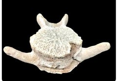Very Large Antique Whale Vertebrae #2