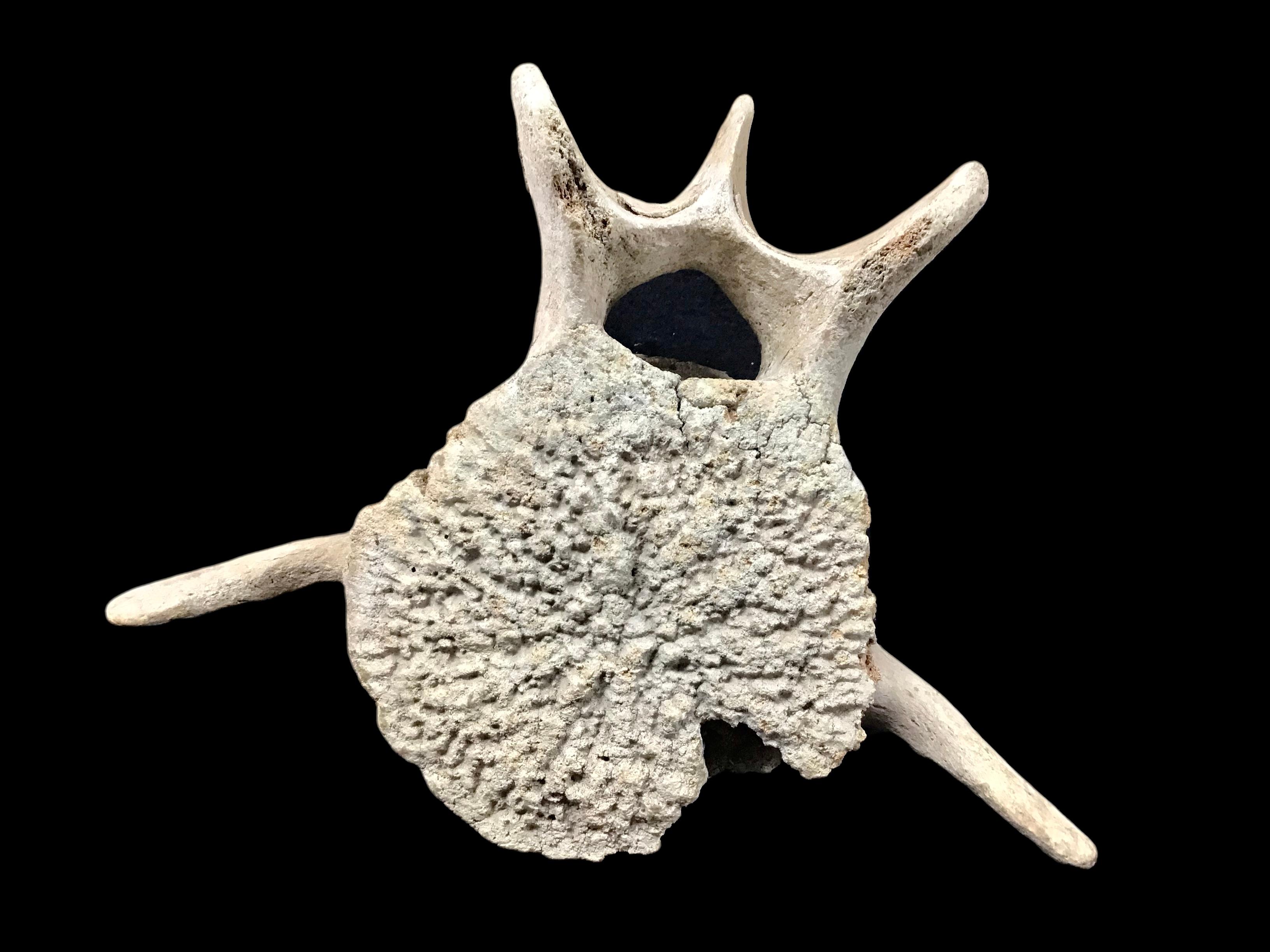 whale spine bone
