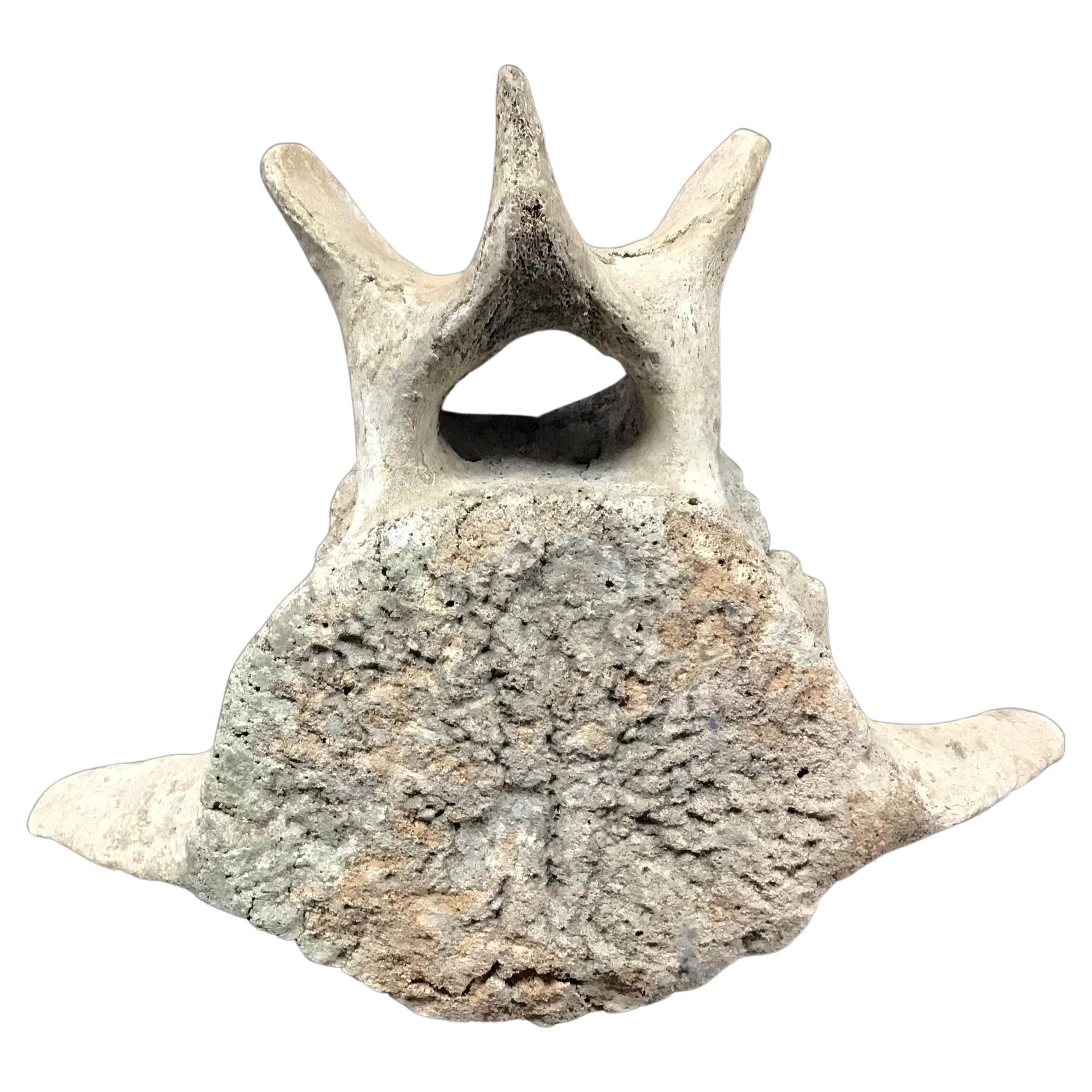 Very Large Antique Whale Vertebrae #2 For Sale