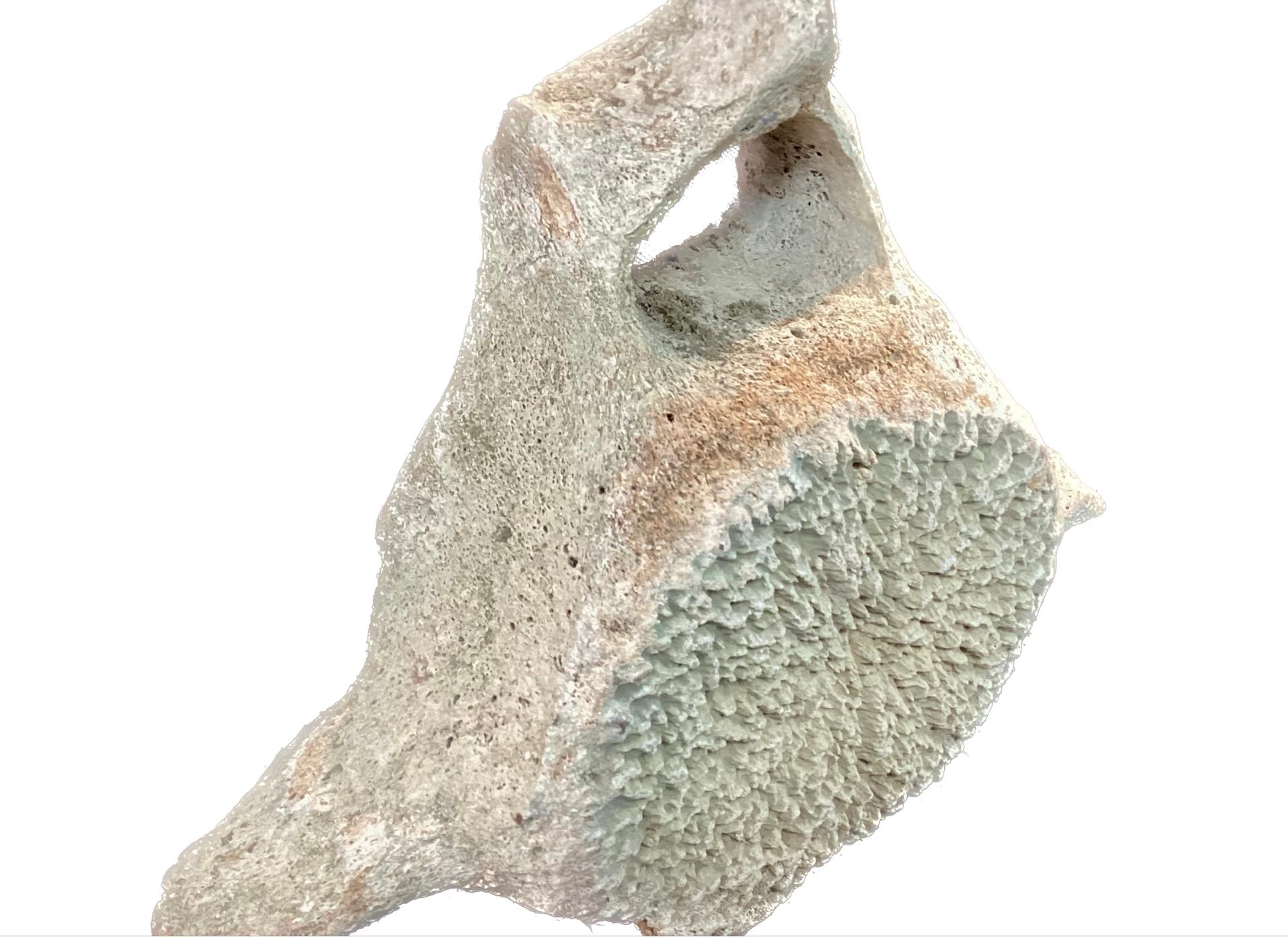 Very Large Antique Whale Vertebrae #5 3