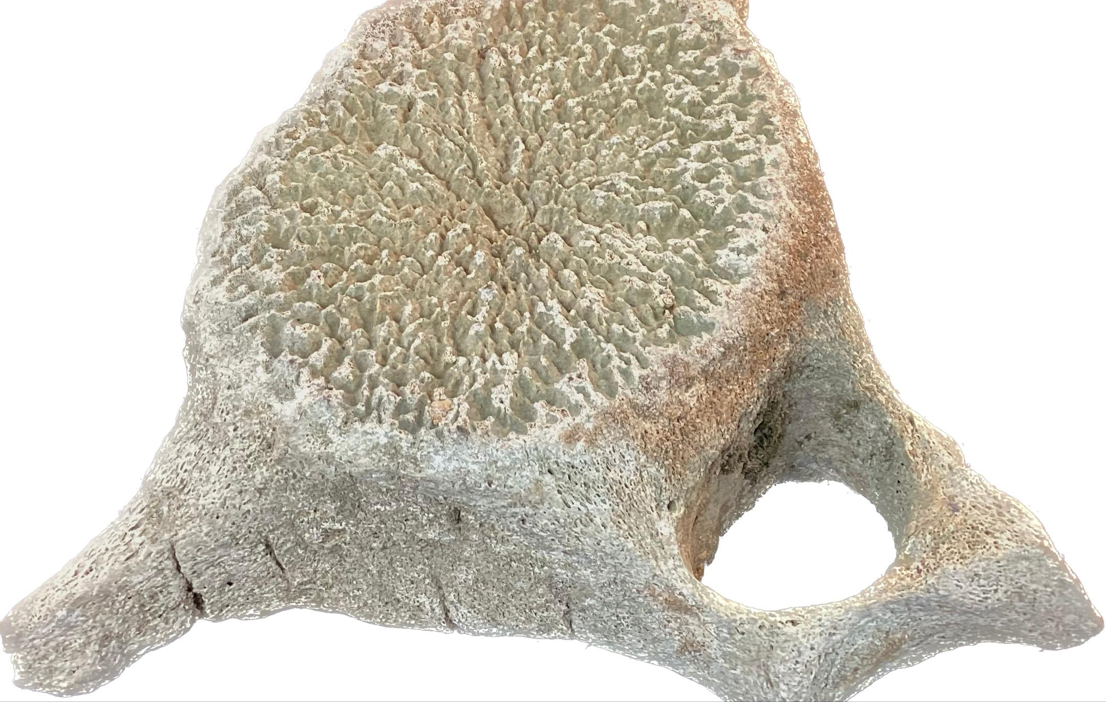 Very Large Antique Whale Vertebrae #5 4