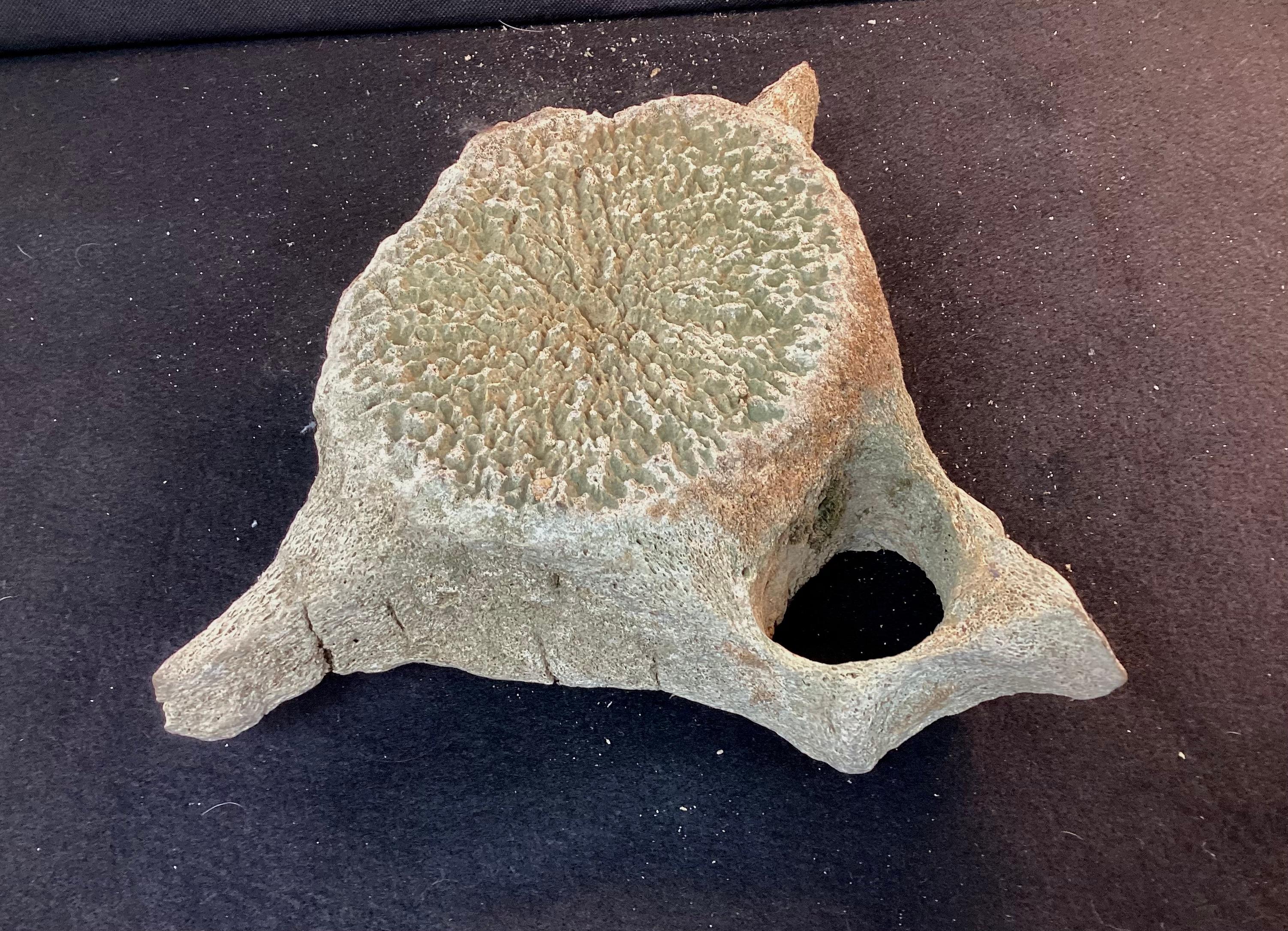 Very Large Antique Whale Vertebrae #5 6