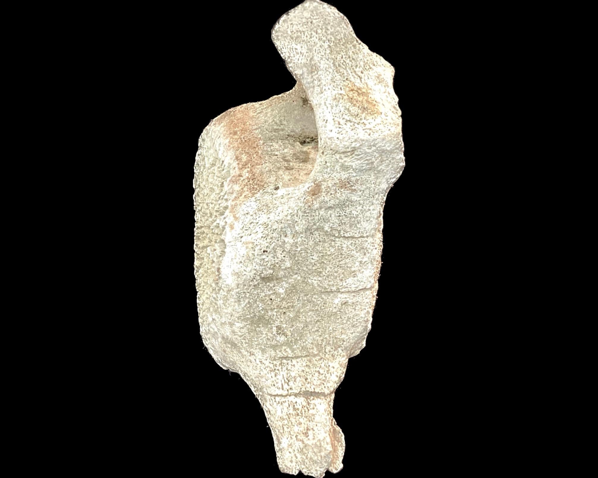 Very Large Antique Whale Vertebrae #5 7