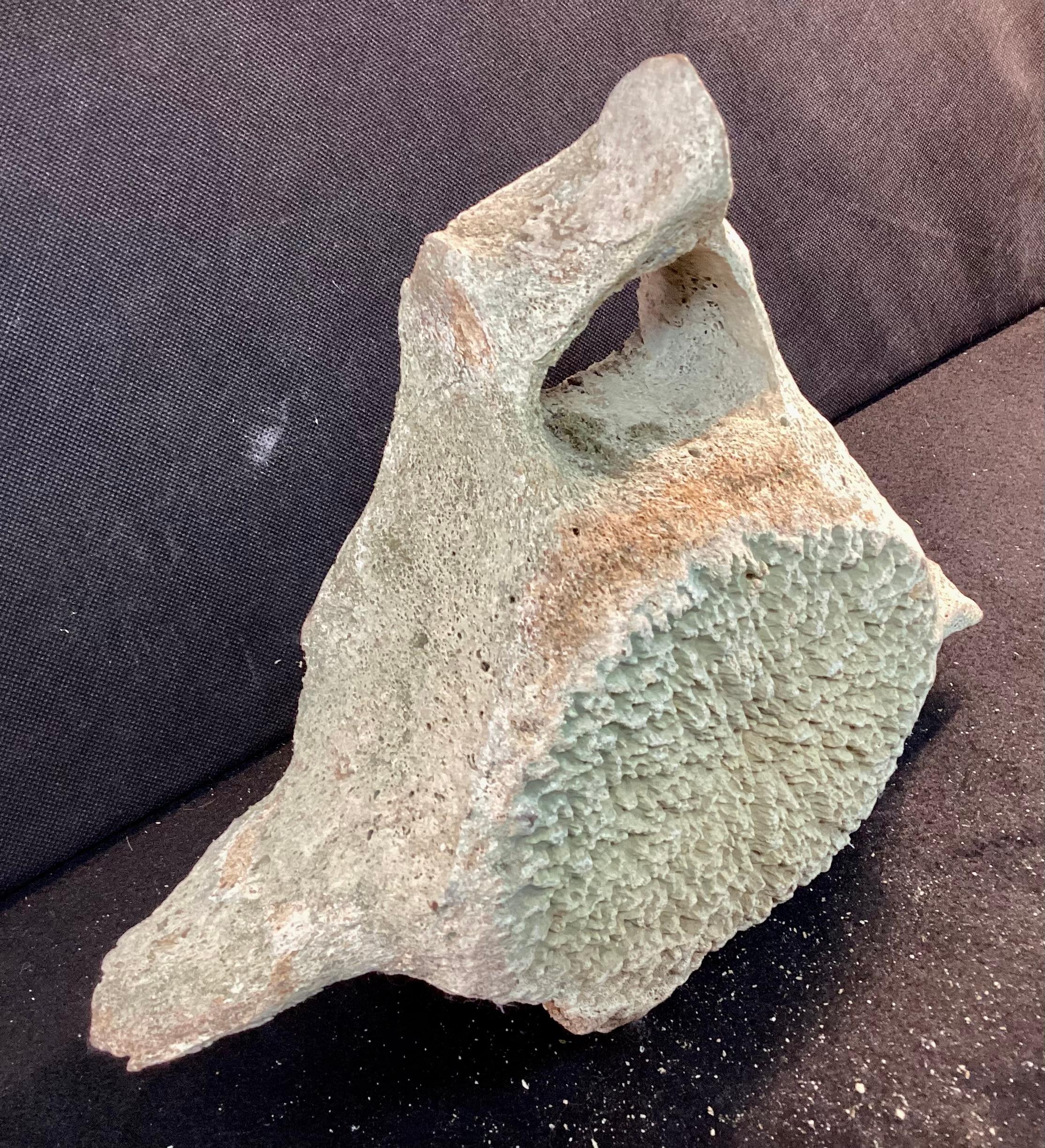 Very Large Antique Whale Vertebrae #5 8