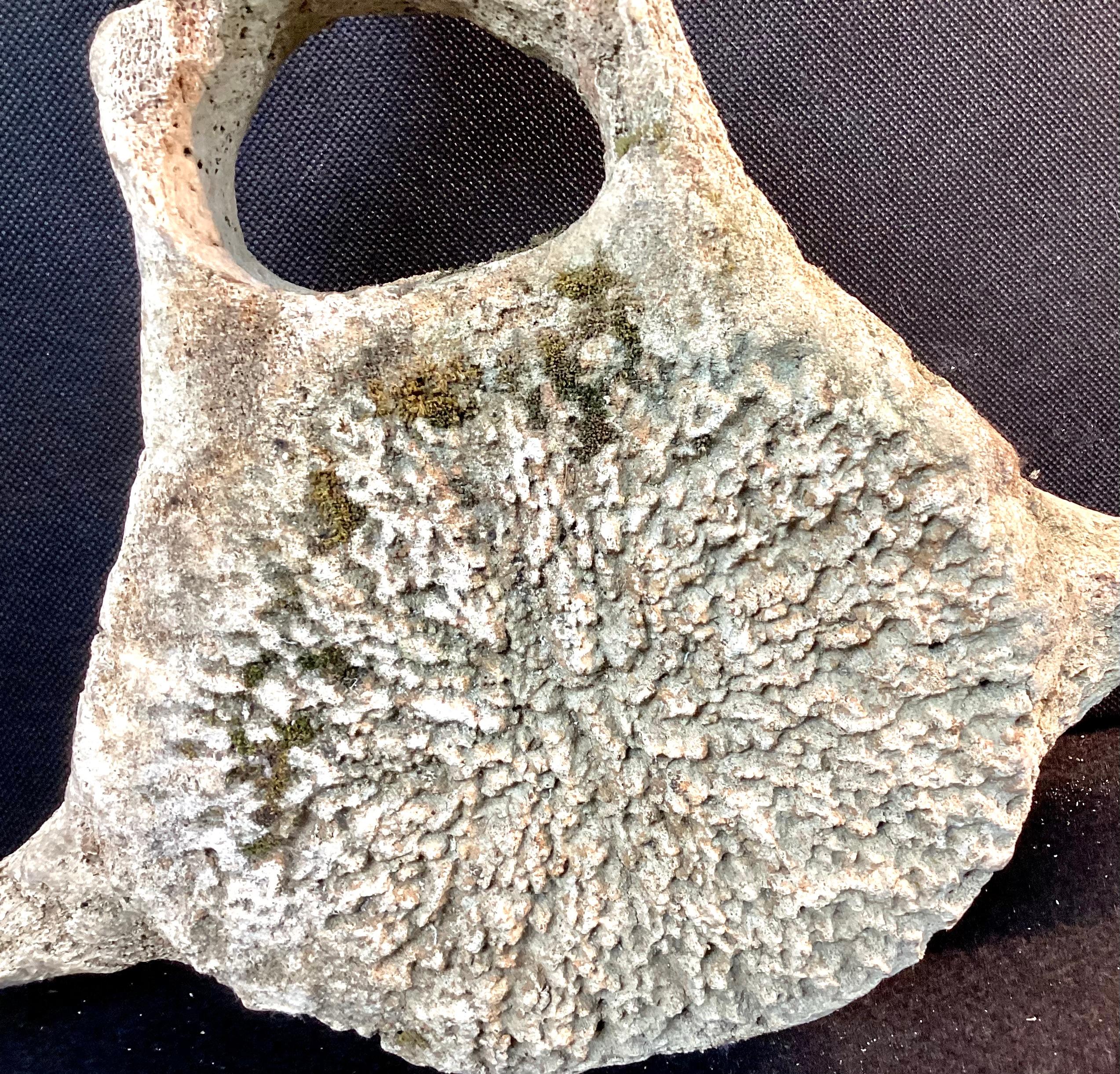 Very Large Antique Whale Vertebrae #5 9