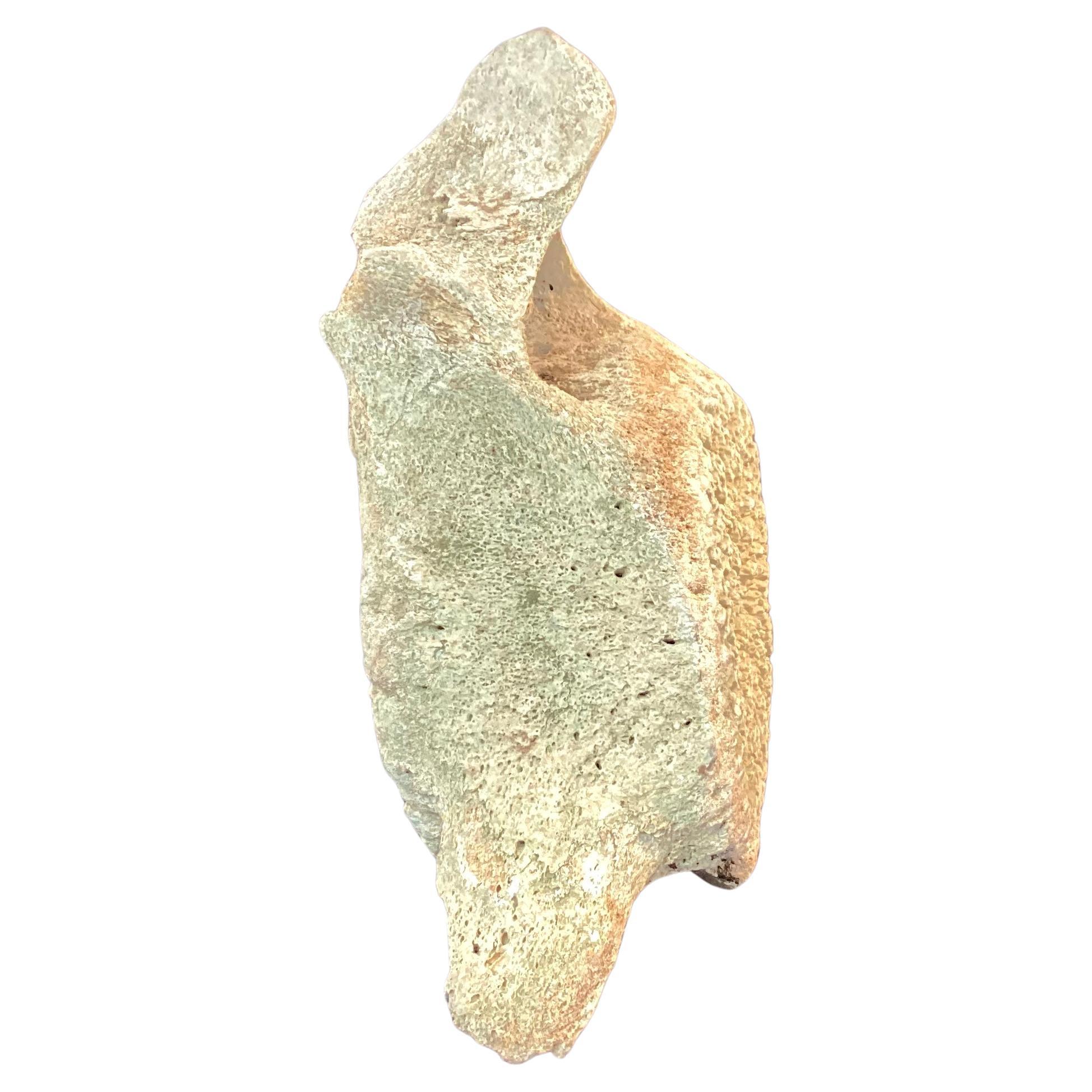 Natural weathered antique Whale Vertebrae. One section / specimen. Possibly sperm whale. Likely 19th century.