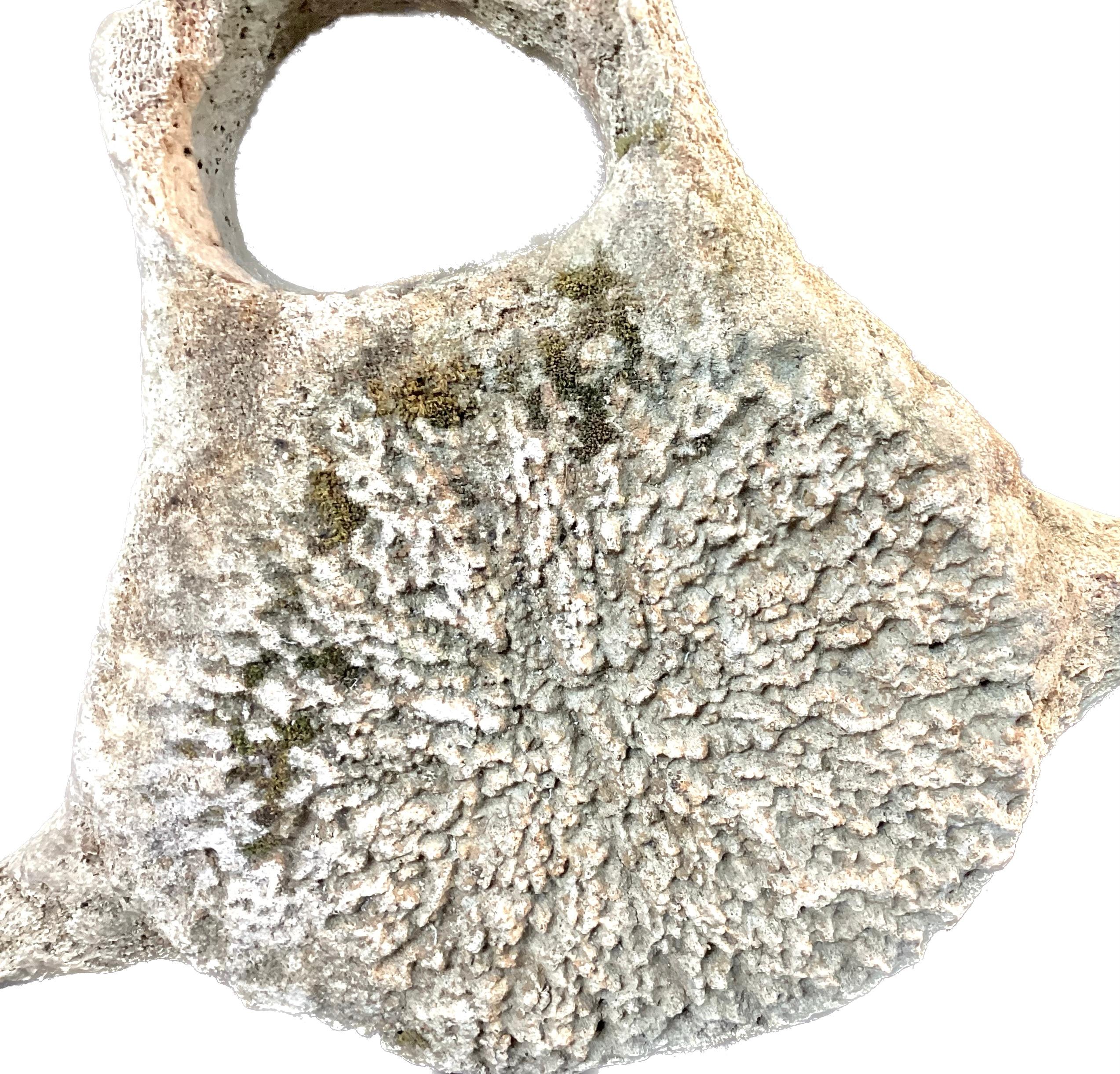 whale vertebrae for sale