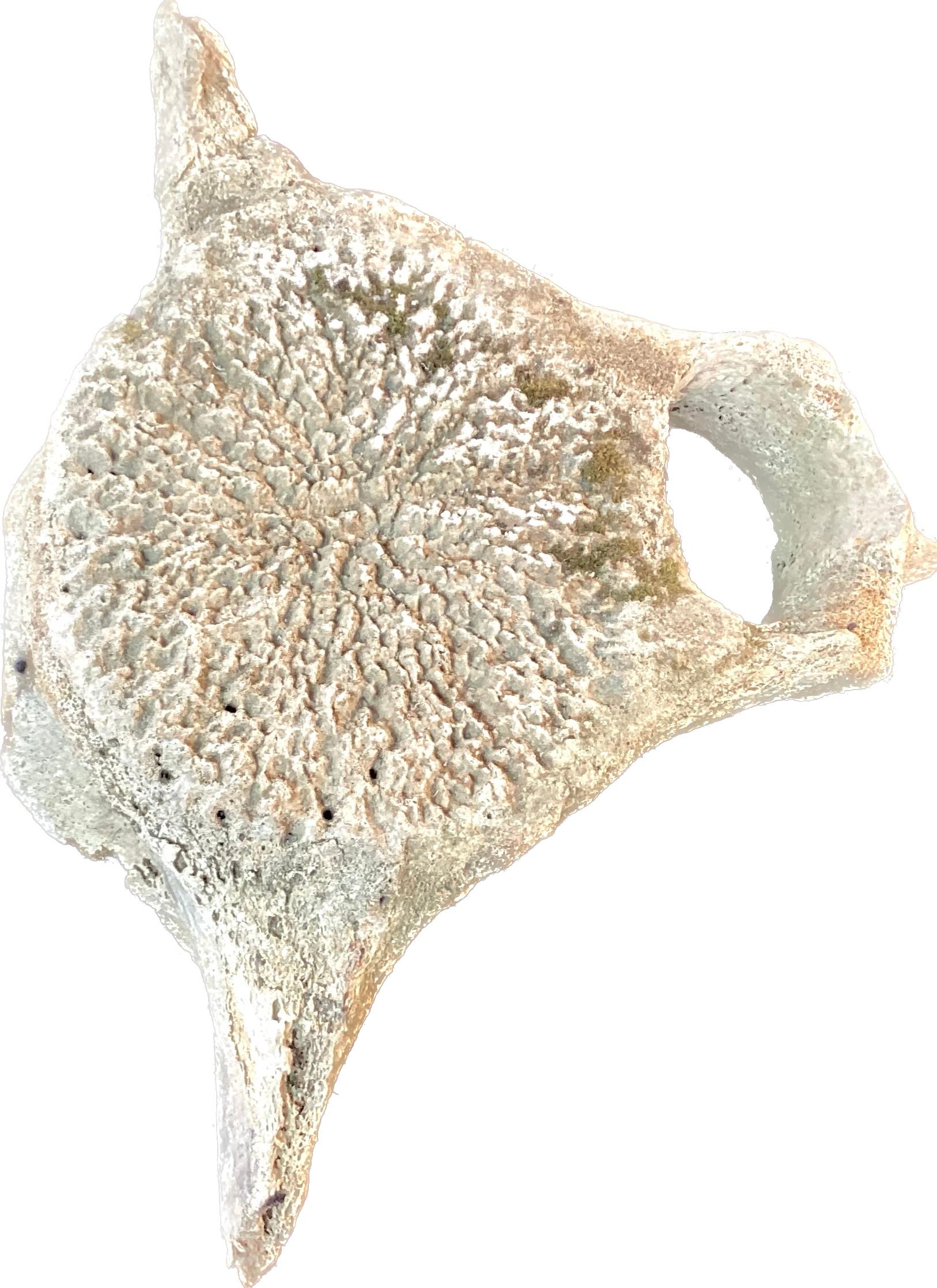 Organic Modern Very Large Antique Whale Vertebrae #5