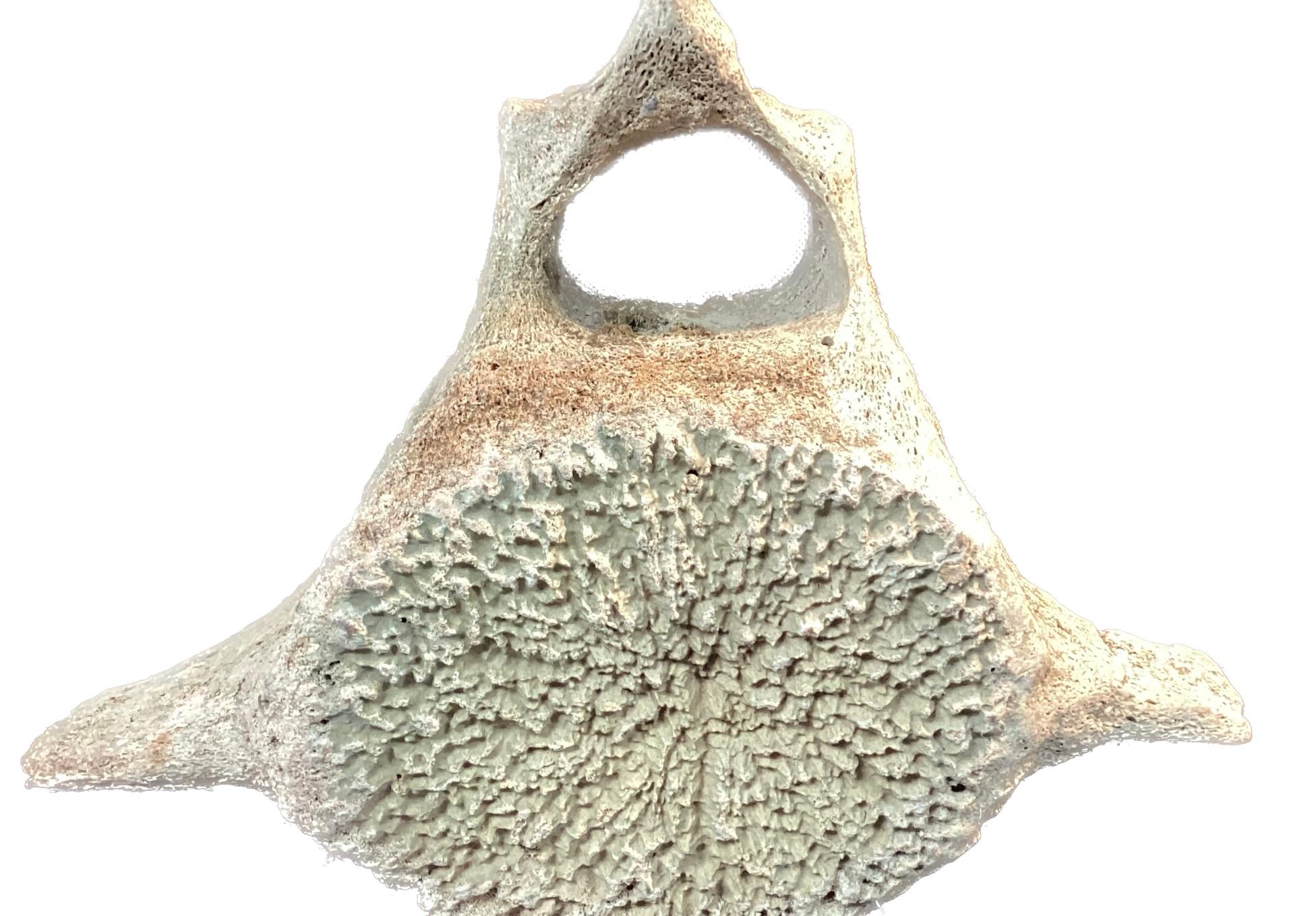 Very Large Antique Whale Vertebrae #5 In Good Condition In Bradenton, FL
