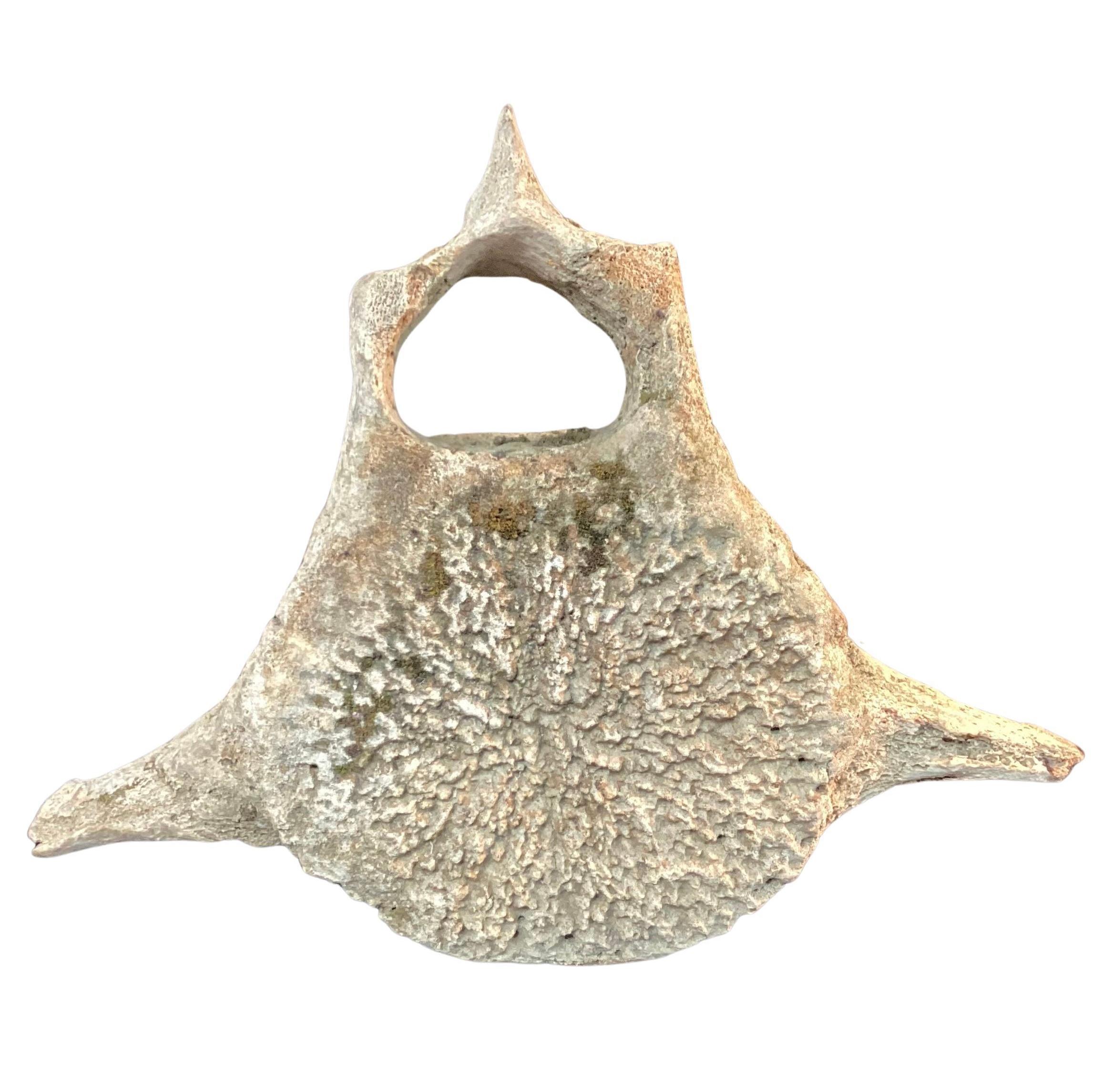 20th Century Very Large Antique Whale Vertebrae #5