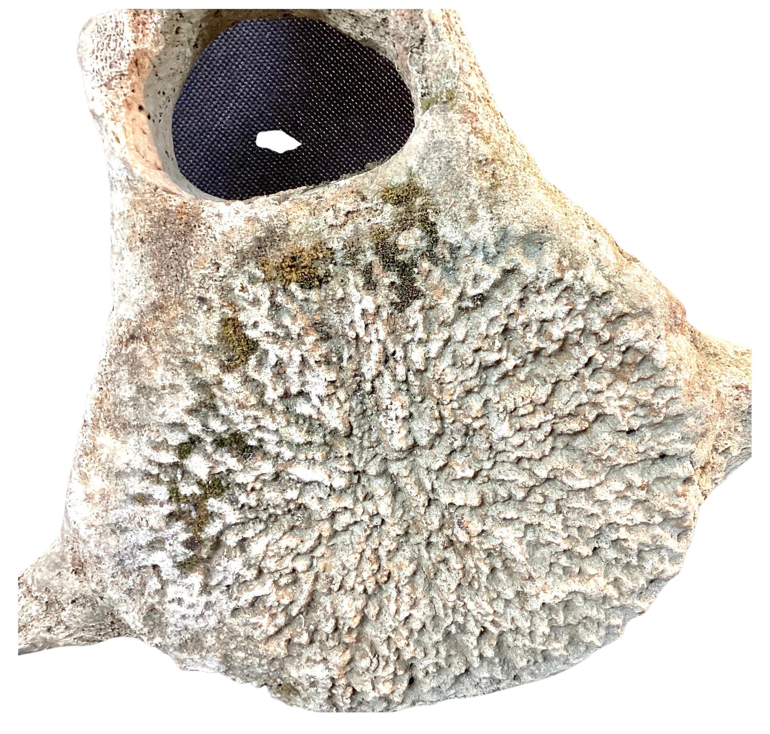 Bone Very Large Antique Whale Vertebrae #5