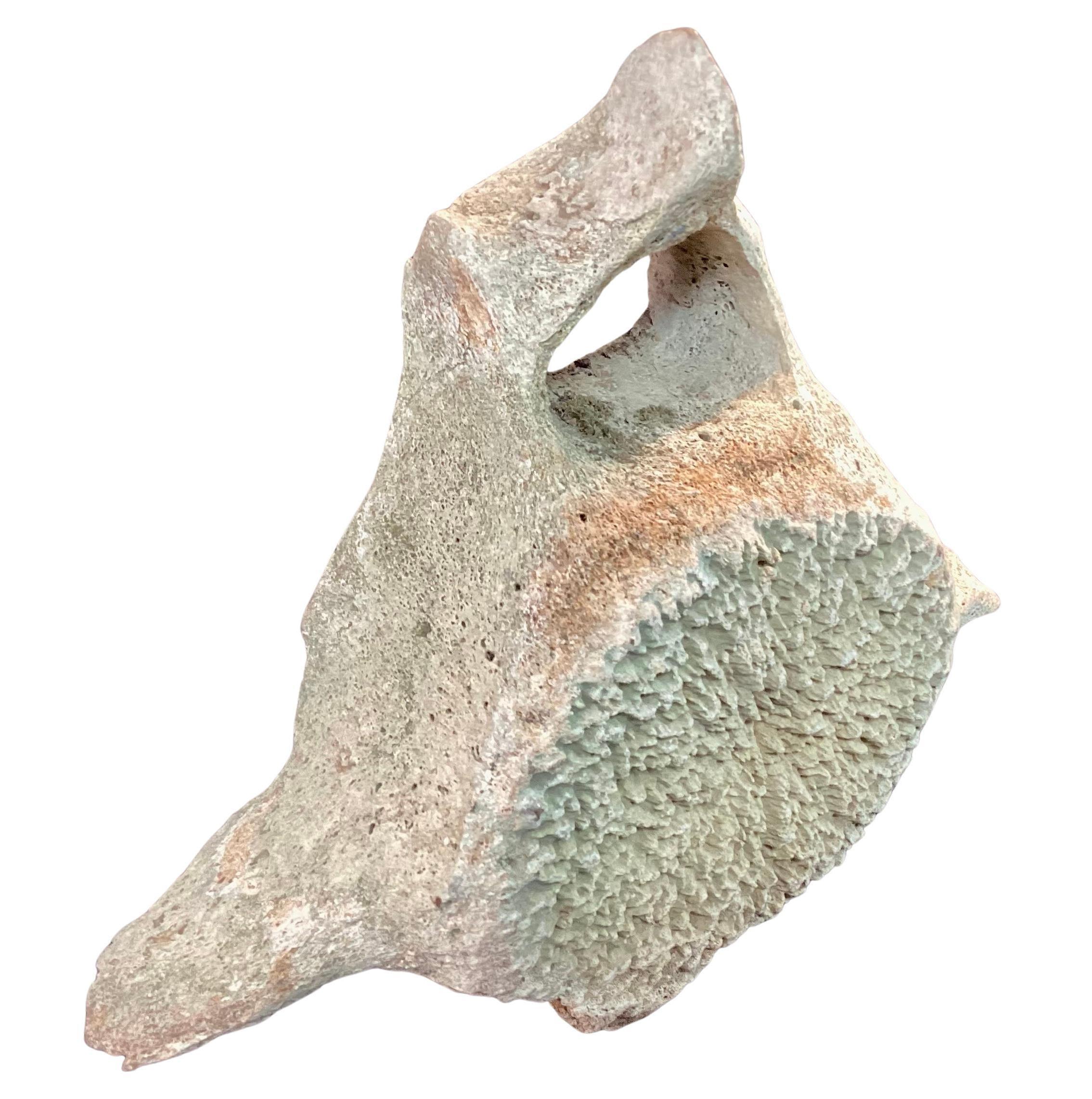 Very Large Antique Whale Vertebrae #5 1