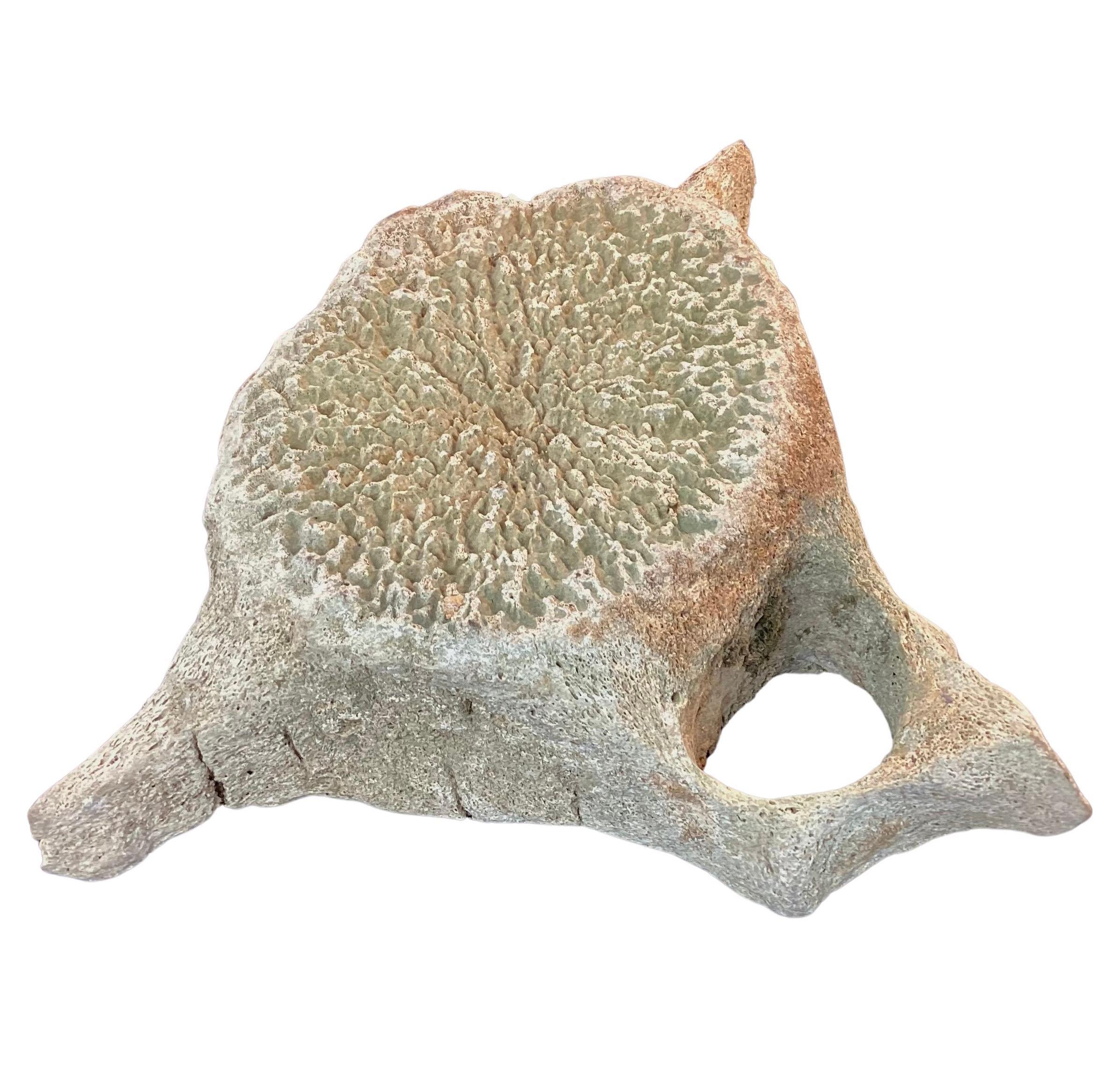 Very Large Antique Whale Vertebrae #5 2
