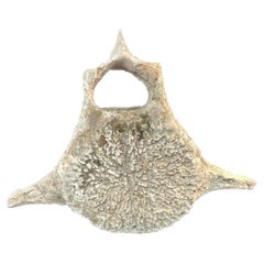 Très grande et ancienne baleine vertebrae n° 5