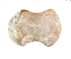 Very Large Antique Whale Vertebrae #6
