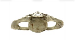 Very Large Antique Whale Vertebrae #9