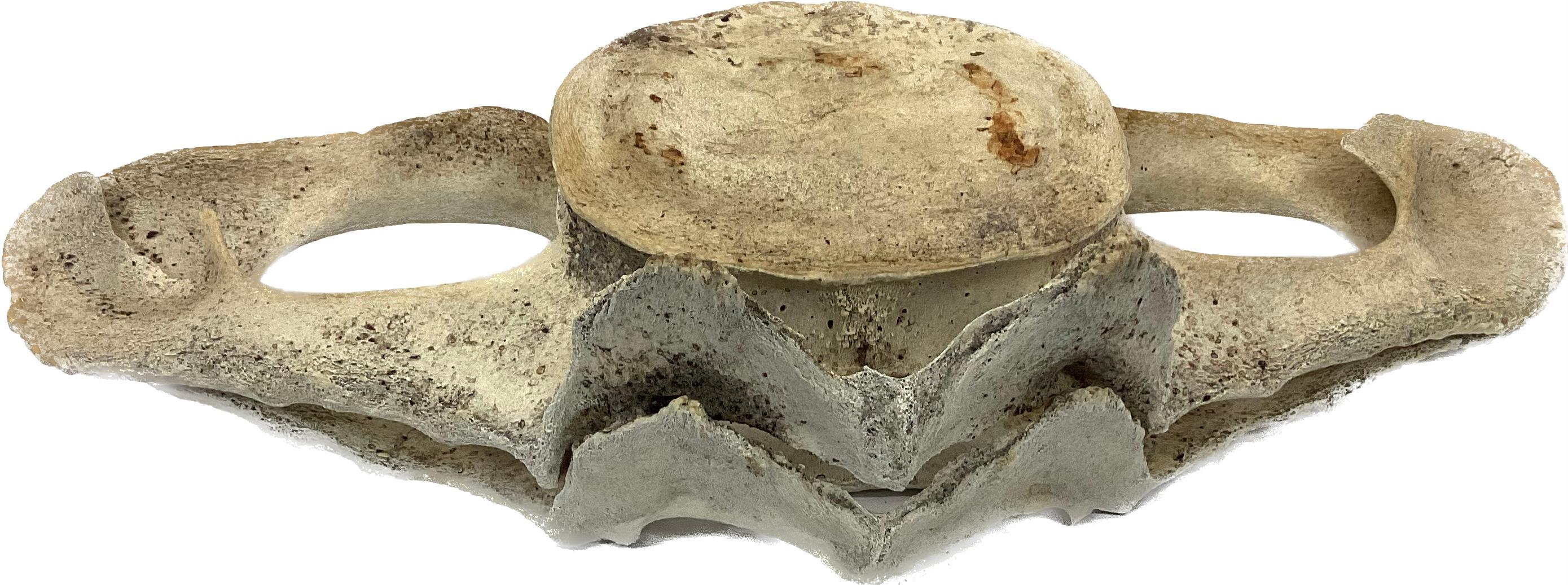 Very Large Antique Whale Vertebrae #9 In Good Condition For Sale In Bradenton, FL