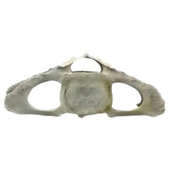Very Large Antique Whale Vertebrae #9