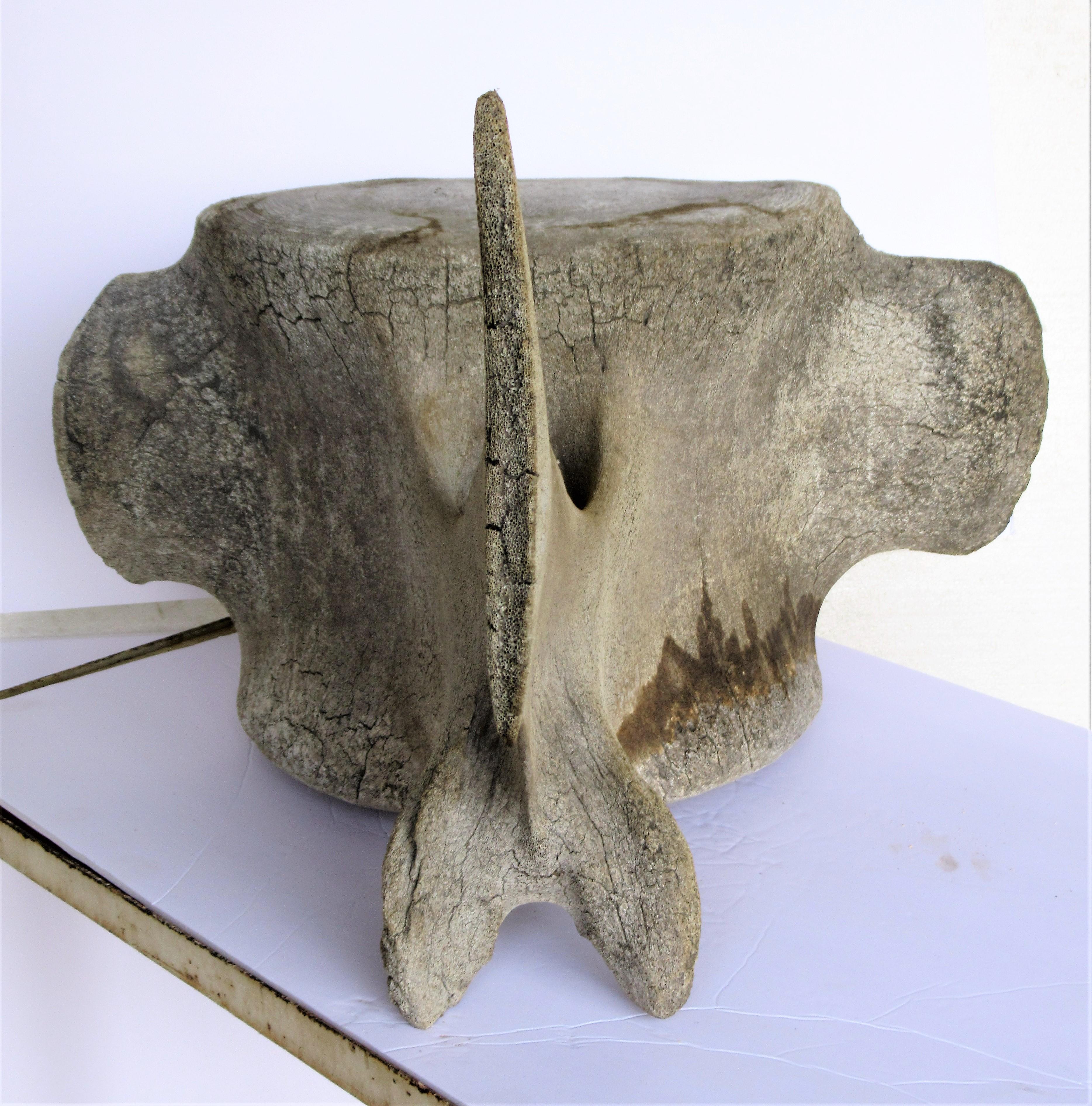 Antique Whale Vertebrae 2