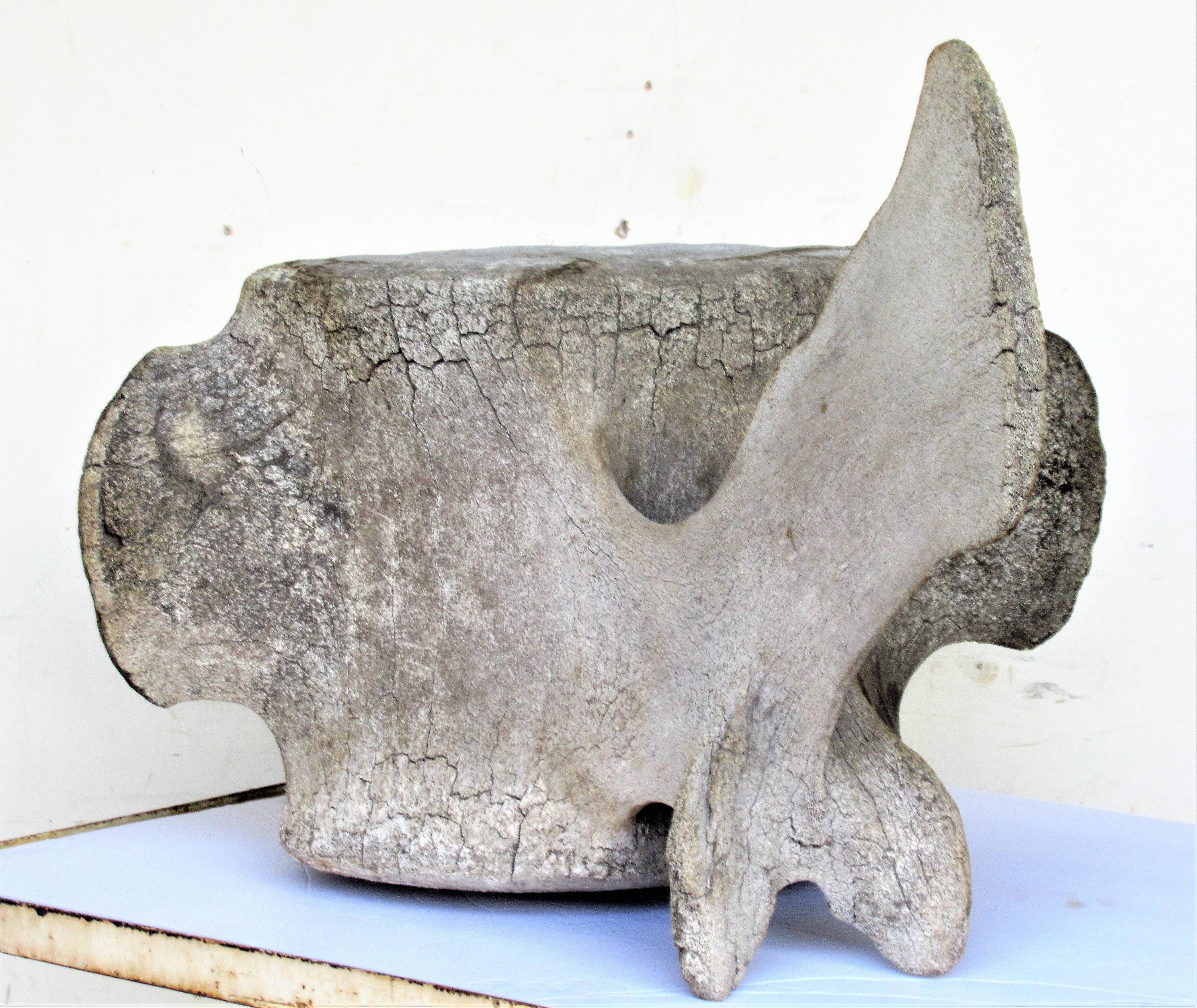 Antique Whale Vertebrae 5