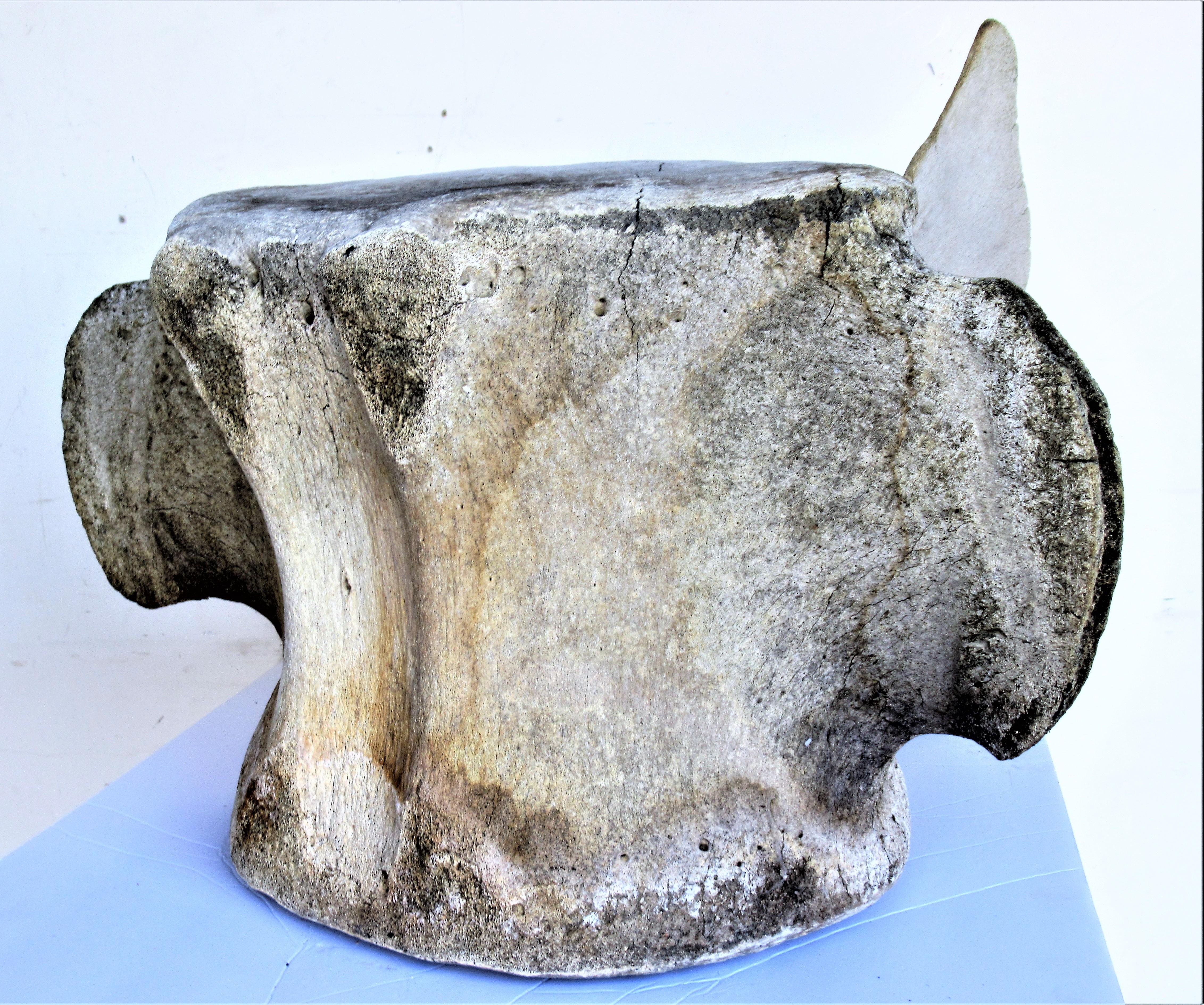  Antique Whale Vertebrae 9