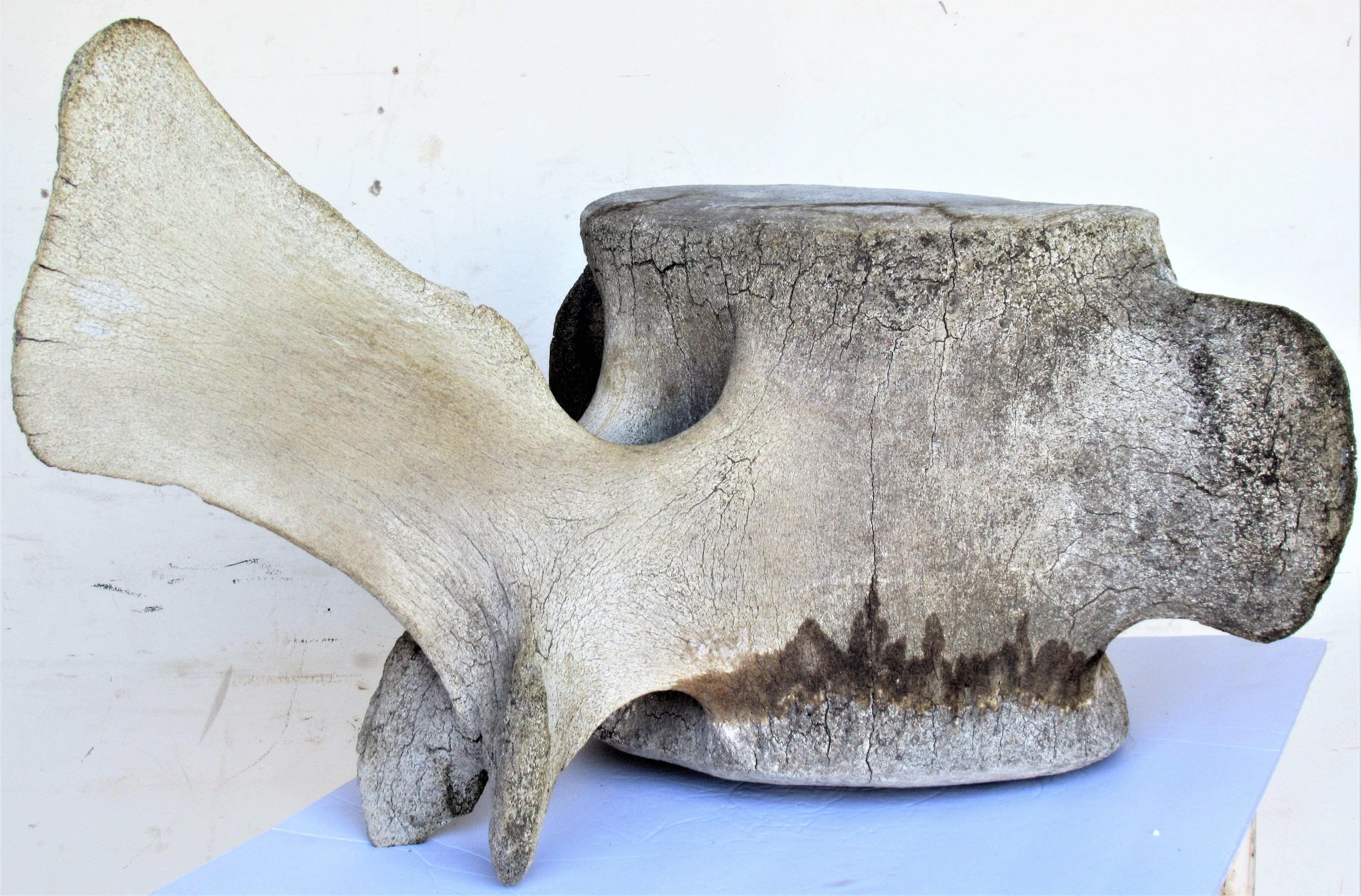  Antique Whale Vertebrae In Good Condition In Rochester, NY