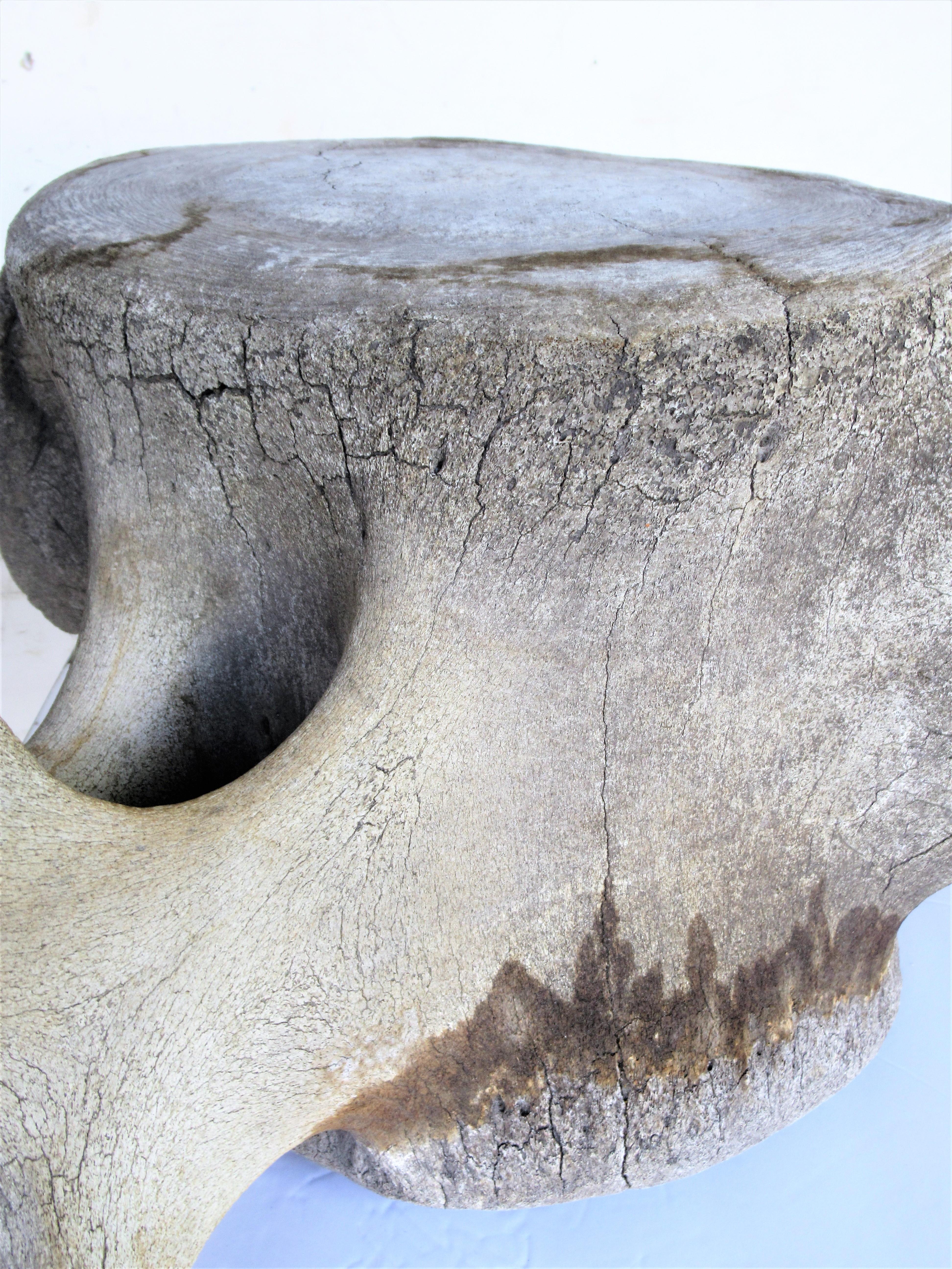 Bone  Antique Whale Vertebrae