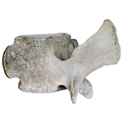 Antique Whale Vertebrae