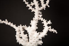 Corallo polpo molto grande montato su misura (Galaxea fascicularis)