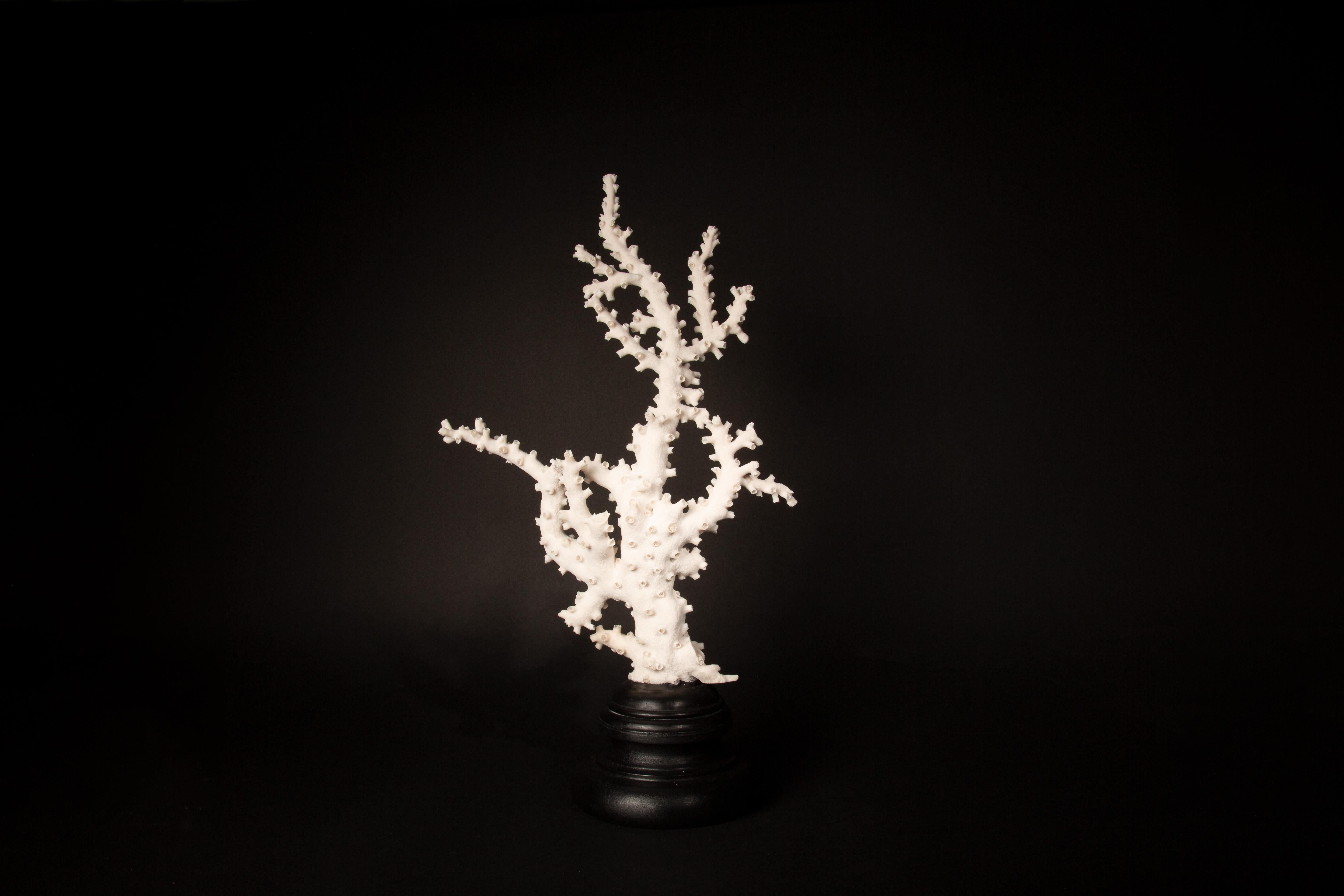 galaxea coral for sale