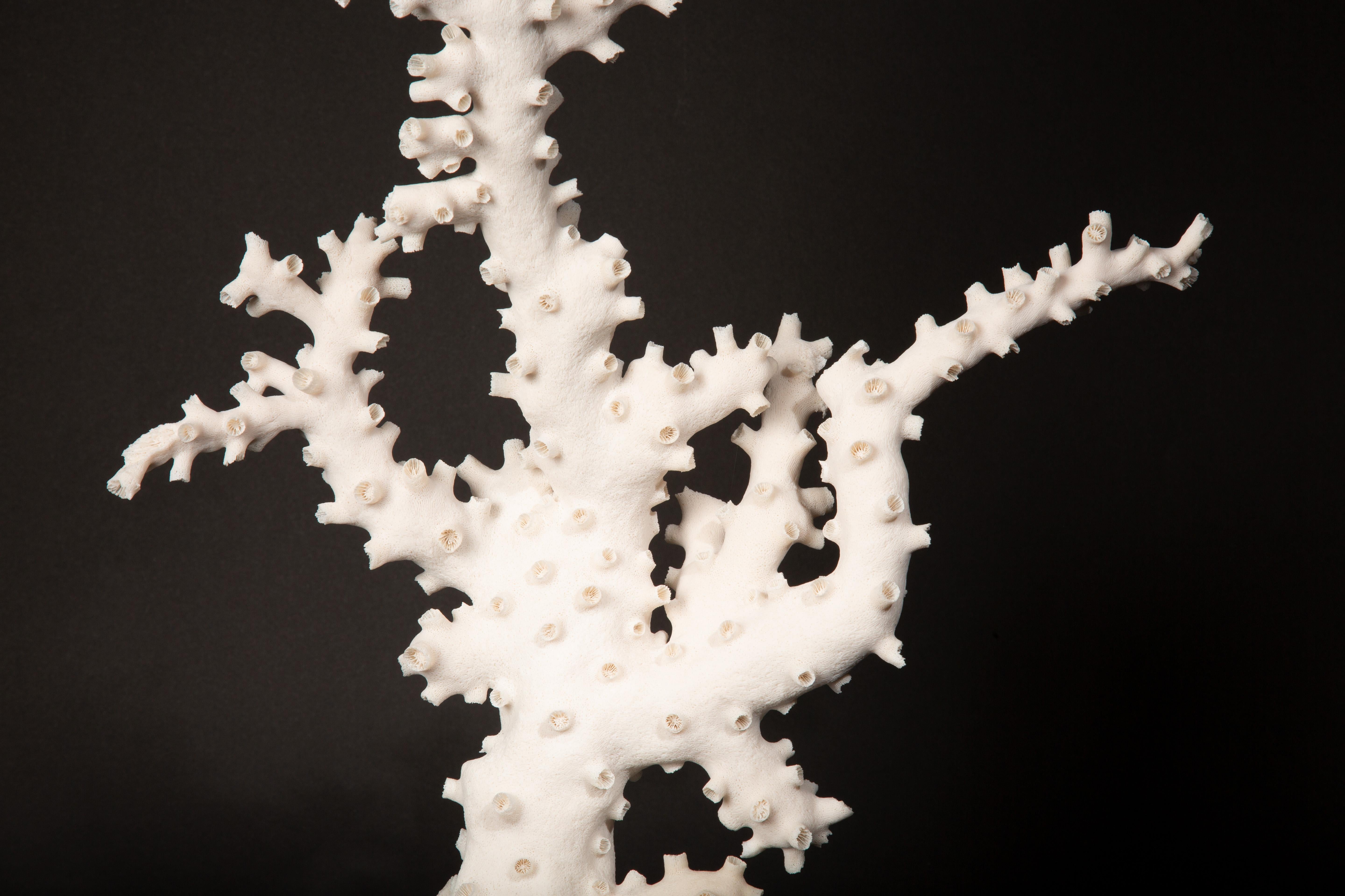 Contemporary Very Large Custom Mounted Octopus Coral (Galaxea fascicularis) For Sale