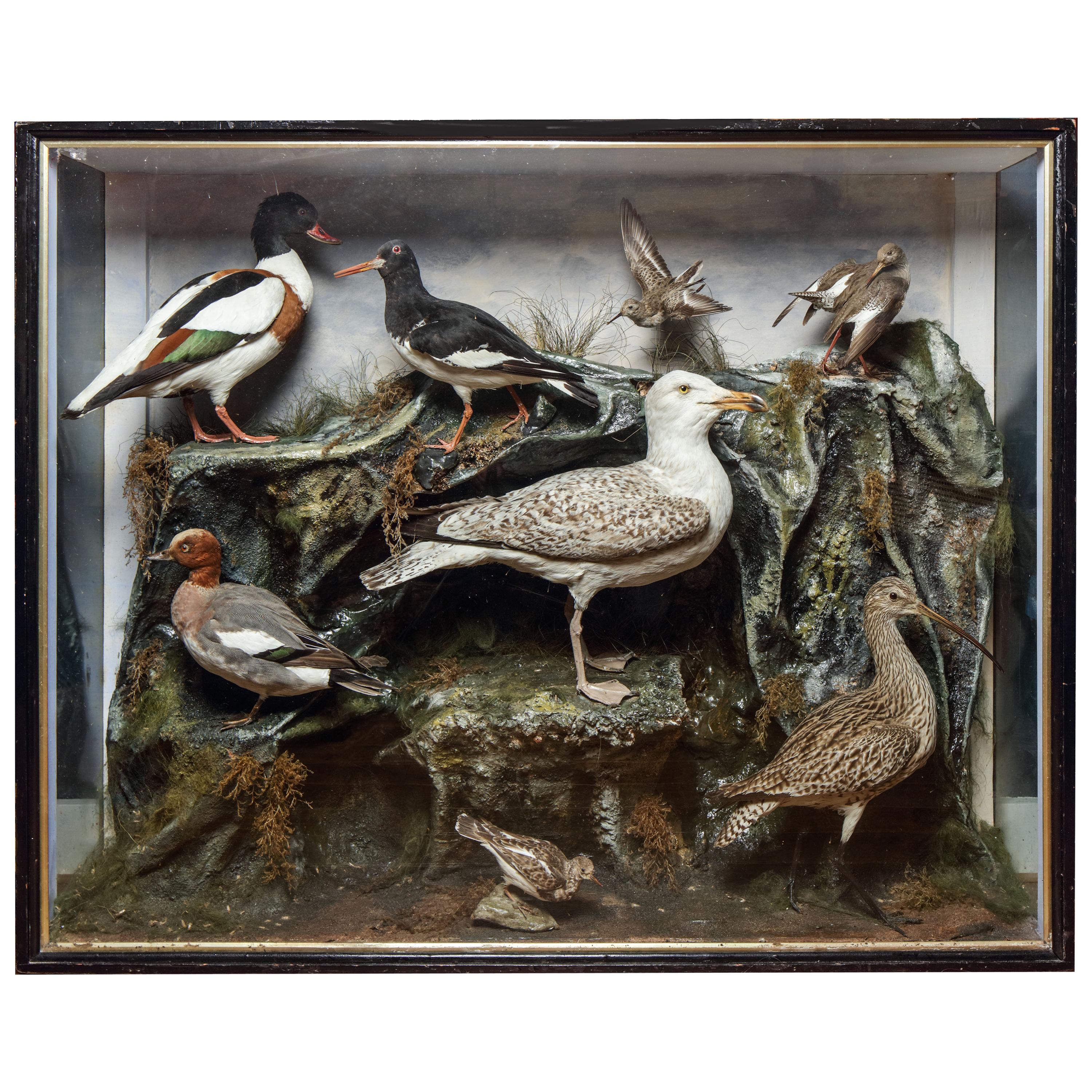 Very Large Edwardian Display Cabinet with Sea-Birds, circa 1900 For Sale