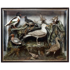 Grande vetrinetta edoardiana con uccelli marini, circa 1900