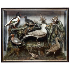 Antique Very Large Edwardian Display Cabinet with Sea-Birds, circa 1900