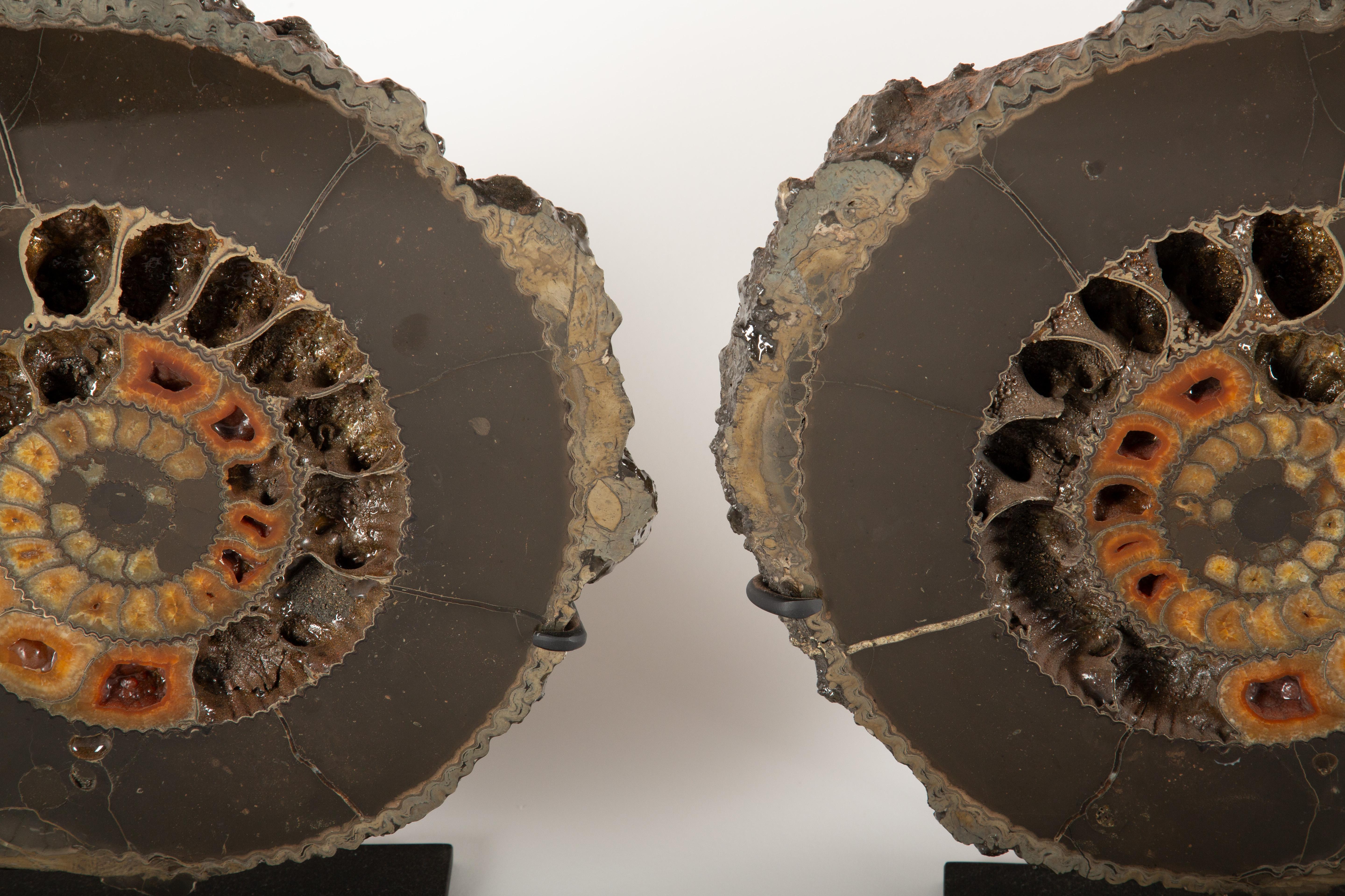 Los ammonites son un grupo extinto de cefalópodos marinos, parecidos a los nautilos modernos. Estas fascinantes criaturas tenían un cuerpo blando con tentáculos que salían de un caparazón hueco con cámaras, que utilizaban de forma similar a los