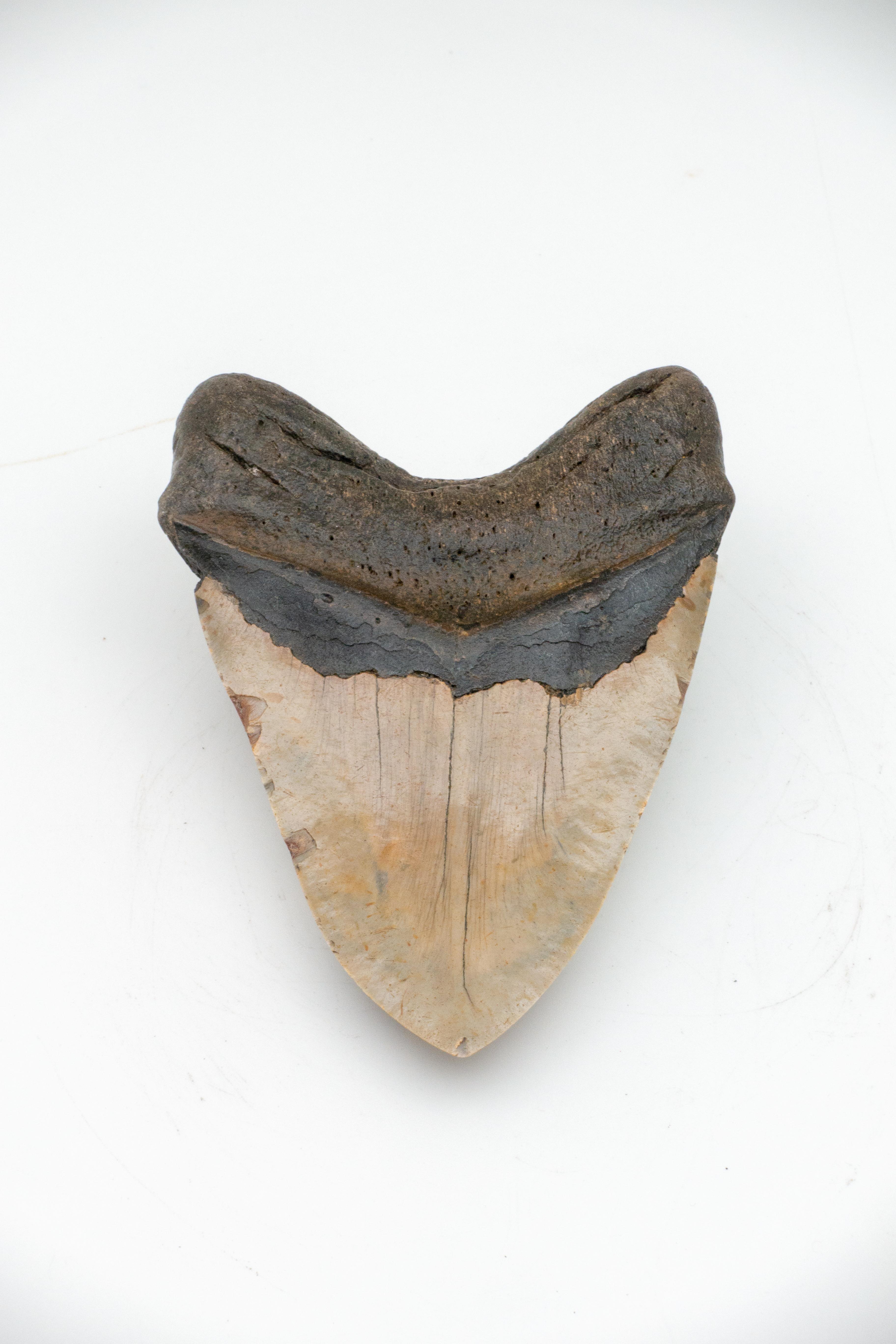 Large fossilized megalodon tooth found in the Gulf coast. The megalodon is an extinct species of shark that lived approximately 23 - 2.6 million years ago; regarded as one of the largest and most powerful predators to have ever lived, fossil remains