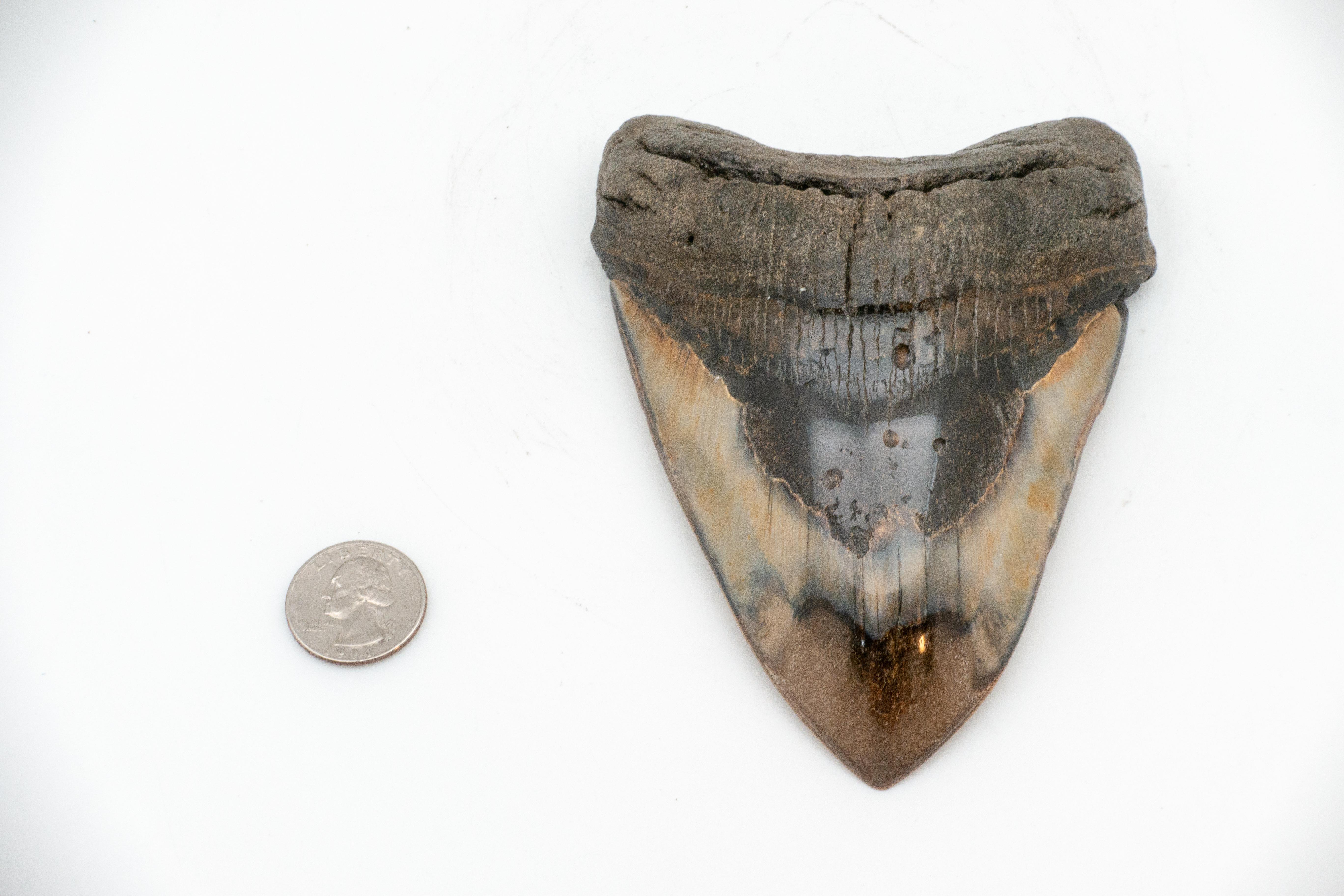 Very Large Fossilized Megalodon Tooth In Good Condition In New York, NY