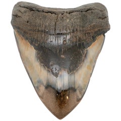 Very Large Fossilized Megalodon Tooth