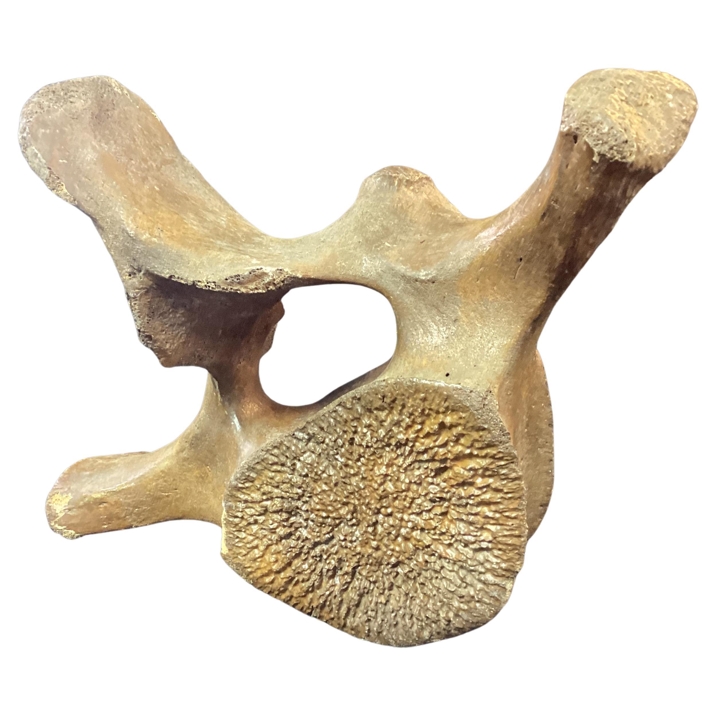 Très grande baleine fossilisée Vertebrae n°8 4