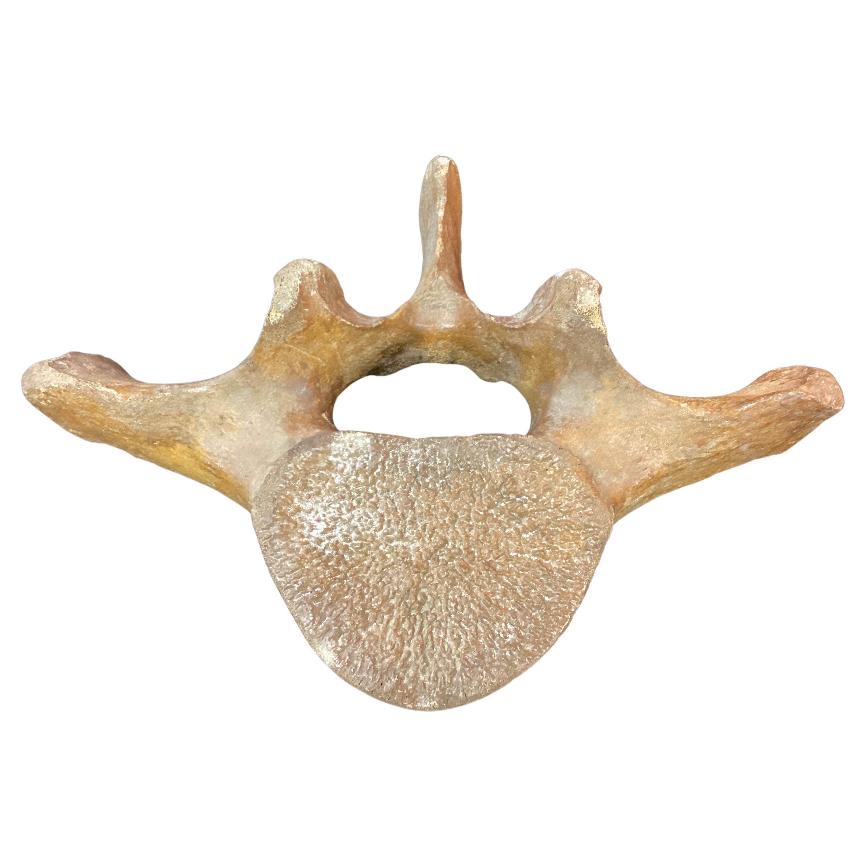 whale vertebrae fossil