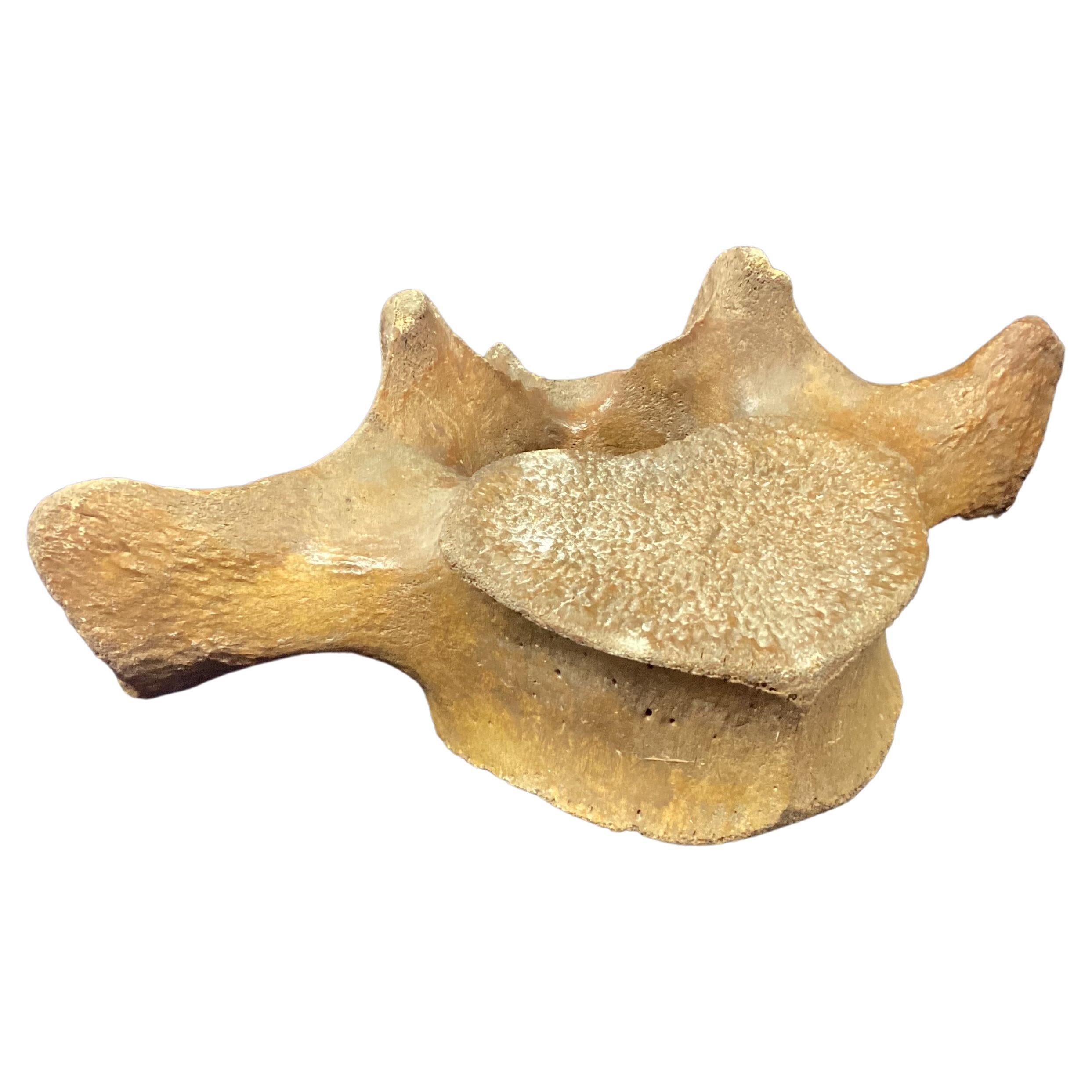 whale bone fossil