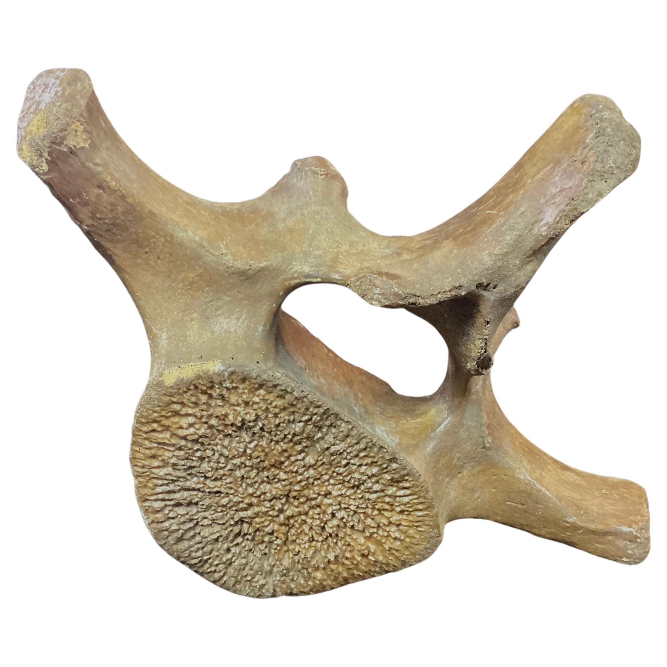 Très grande baleine fossilisée Vertebrae n°8 2