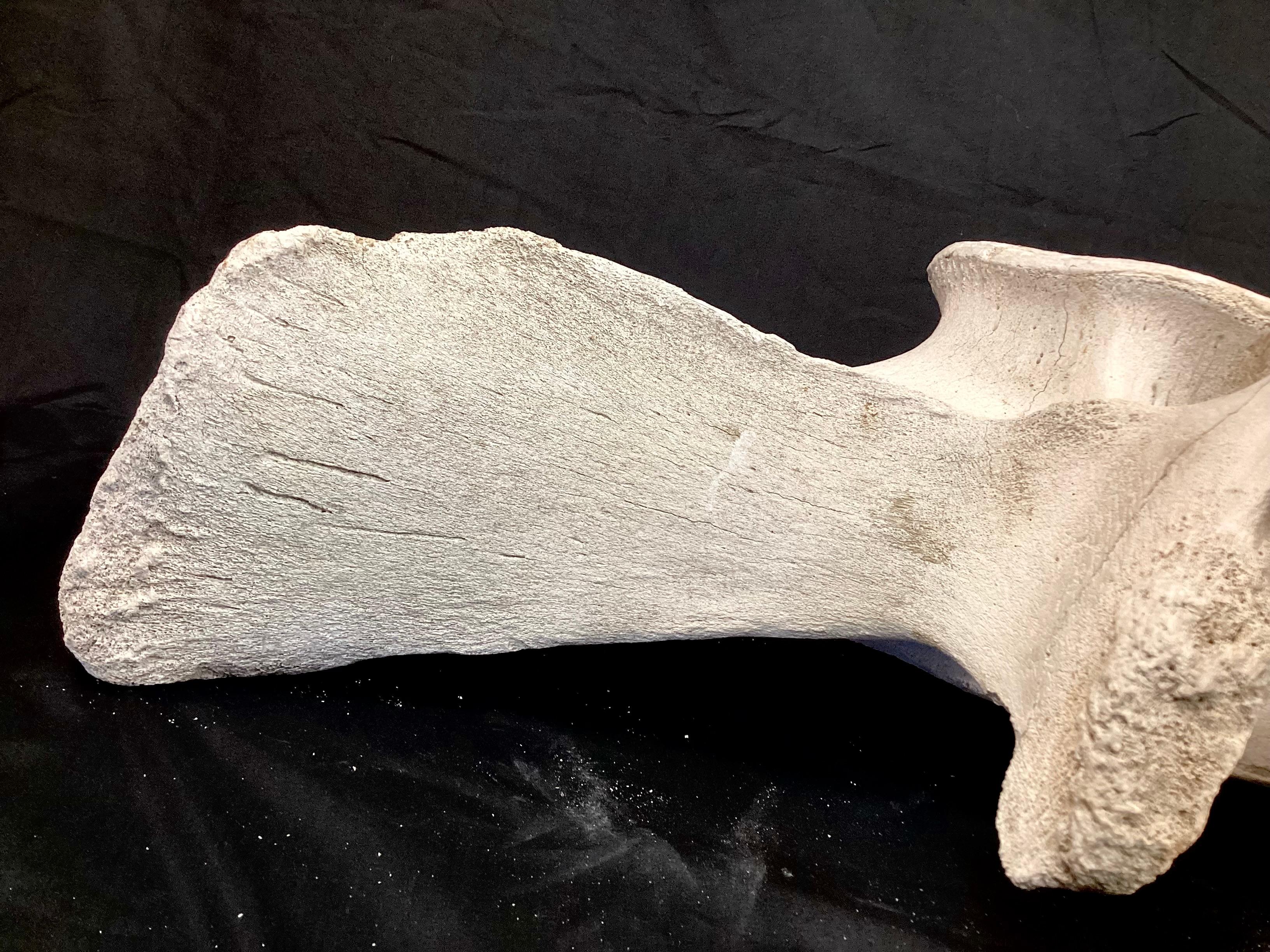 Very Large Fossilized Whale Vertebrae 1