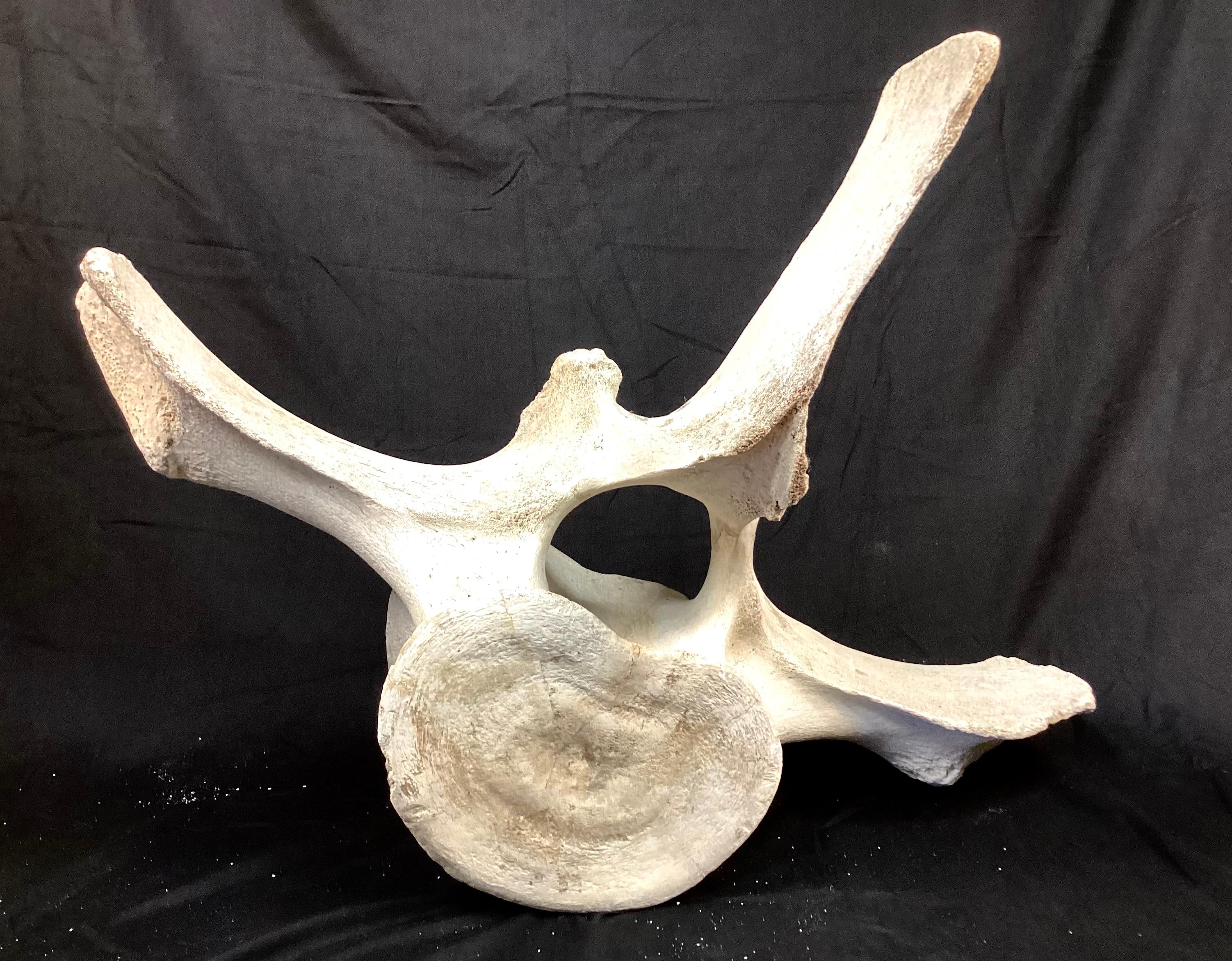 Very Large Fossilized Whale Vertebrae 2