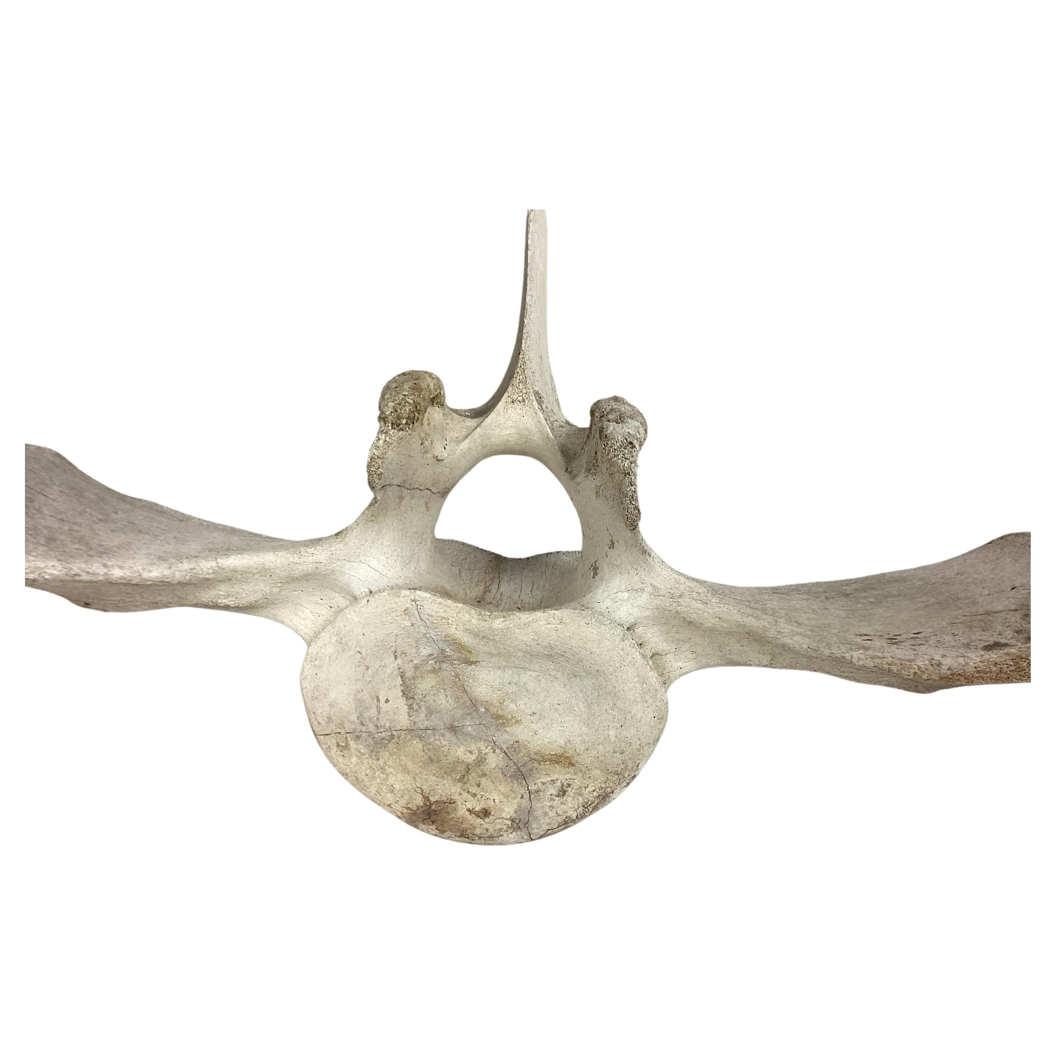 fossil whale vertebrae