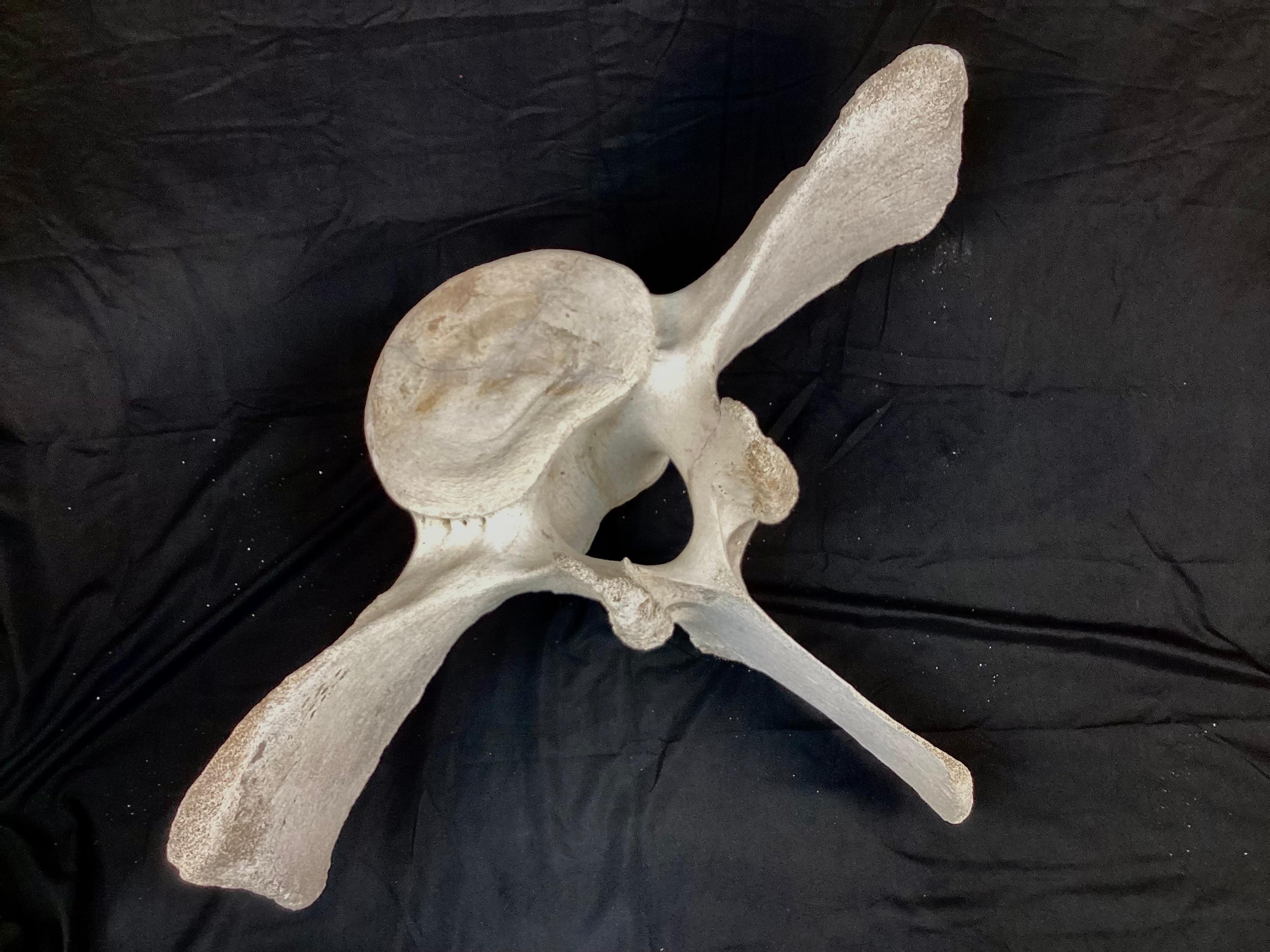 fossil whale vertebrae